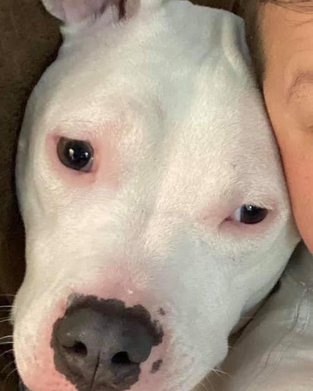 11/12/21 **URGENT** 
WALTER NEEDS A HOME (CP)

Meet Walter James!  He is a very handsome, 3 year old, white Pit Bull Terrier mix. Due to thinking he's the top dog, he will need to be the only dog in the home.  All of that aside, he is the most lovable dog you will ever meet.  Walter loves to sleep under the covers and be by your side as much as he can.  He will sit by your feet in the kitchen just hoping you will drop a crumb for him!  Ice cubes are one of his favorite treats along with any other kind of crumbs or food.  He loves car rides and sleeping. A fenced in yard is required so he can play and sunbathe outside on a nice day.  He would do best with older children in the home as well.  Walter is current on his vaccines, neutered, house trained and microchipped. Please give Walter a home. 

If interested in adopting Walter, please complete an application today at secondchanceforpets.com.

**NOT ALL PETS LISTED ON OUR WEBPAGE ARE IN OUR FOSTER HOMES. WE ALSO MAKE COURTESY POSTS (CP) FOR FAMILIES NEEDING TO PLACE THEIR PET. 
(SC) MEANS THEY ARE IN ONE OF OUR GROUPS FOSTER HOMES
(CP) MEANS THEY ARE STILL WITH THEIR CURRENT OWNER