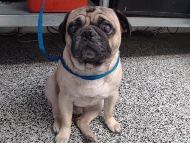 Pledges needed!!! 🚨We are committed to getting this guy out of SBC next week, but we need your help!!!

This poor guy is absolutely terrified! 🥺 Pugs don’t do well in shelters in the first place and especially if they cannot see!

We need pledges towards his care so we can start taking care of his eyes and anything else ASAP!! 🙏🏼🙏🏼

Could you please pledge towards his care below? 👇🏼 

Any amount matters! $5, $10, $25, $100… it ALL ADDS UP!! 

Feel free to message me privately if you would rather keep your pledge confidential. 🤗

Thanks friends!! ♥️🙏🏼🐾