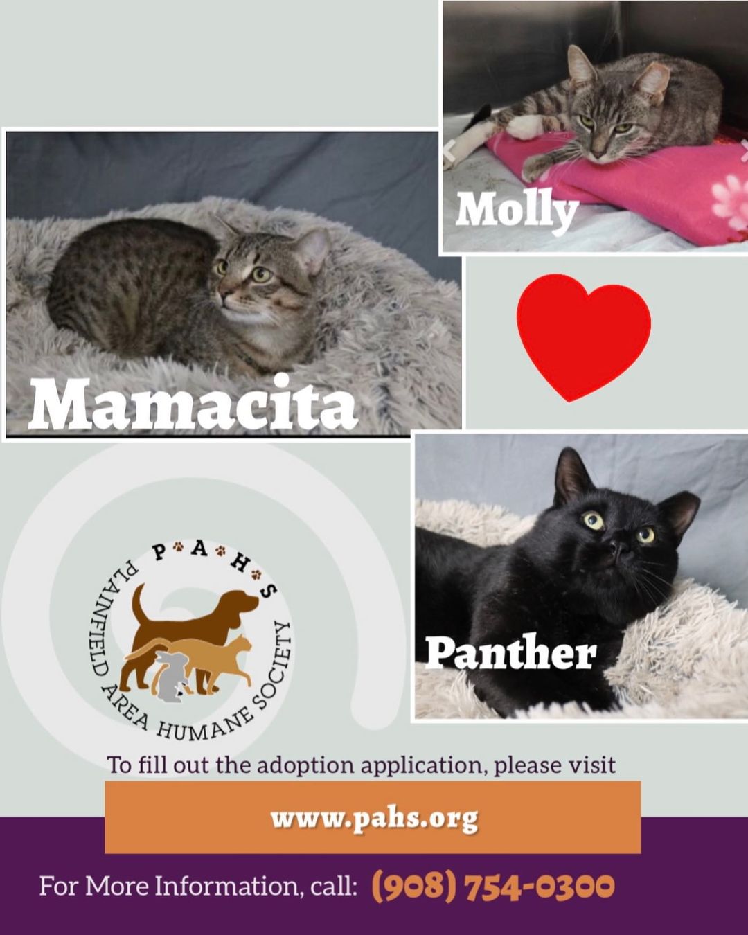 Mamacita, Panther, and Molly are all very sweet and Available for adoption! 
Happy World Kindness Day! Be kind today and everyday. We thank everyone for their support! Please remember today we need volunteers to help build our feral cat friends houses so they can keep warm! <a target='_blank' href='https://www.instagram.com/explore/tags/worldkindnessday/'>#worldkindnessday</a> <a target='_blank' href='https://www.instagram.com/explore/tags/november13/'>#november13</a> <a target='_blank' href='https://www.instagram.com/explore/tags/caturday/'>#caturday</a> <a target='_blank' href='https://www.instagram.com/explore/tags/caturdaycuties/'>#caturdaycuties</a> <a target='_blank' href='https://www.instagram.com/explore/tags/weekendvibes/'>#weekendvibes</a> <a target='_blank' href='https://www.instagram.com/explore/tags/adoptdontshop/'>#adoptdontshop</a> <a target='_blank' href='https://www.instagram.com/explore/tags/volunteernj/'>#volunteernj</a> <a target='_blank' href='https://www.instagram.com/explore/tags/donateyourtime/'>#donateyourtime</a> <a target='_blank' href='https://www.instagram.com/explore/tags/worldkindnessday2021/'>#worldkindnessday2021</a> <a target='_blank' href='https://www.instagram.com/explore/tags/bekindtoanimals/'>#bekindtoanimals</a>