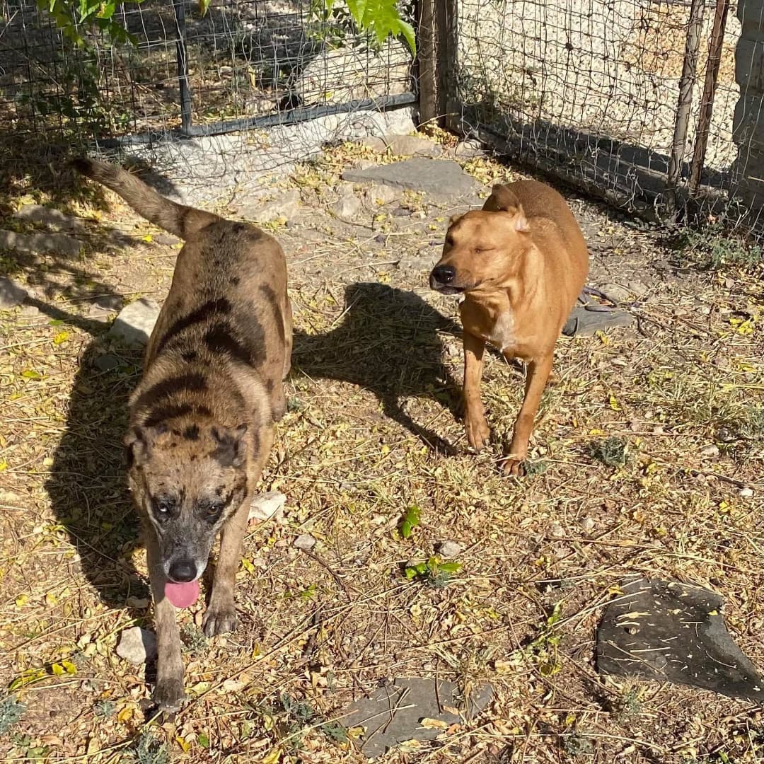 🌹🥀 Everything is rosy posy over here - or it would be is miss Rosie found her forever home!
.
Rosie is a 2 year old Shepherd/Catahoula Mix. She is an absolute love bug and is full of energy, very playful, and full of fun; She loves to run and play and LOVES to be the center of attention. She enjoys the company of both people and other dogs - if you are giving attention to another dog, this sweetie will wiggle her way in for some love too! She’s never shown any signs of aggression and never growls. She is an excited leash walker, but with time and practice she’ll be a breeze to go for walks with! She gets bored easily so we’d recommend avoiding leaving her with stuffed toys or blankets as she’ll chew them! Rosie is exceptionally sweet and an overall pleasure to spend time with - she’s an affectionate and kind girl! We are certain that she would make an excellent addition to any family!
.
Rosie is located at Killeen Kennel in Killeen, Texas.
➡️➡️ To learn more about Rosie and/or submit an application using the link in our bio. ⬅️⬅️
.
Please SHARE this post in order to help Rosie find her forever family!!
.
<a target='_blank' href='https://www.instagram.com/explore/tags/killeen/'>#killeen</a> <a target='_blank' href='https://www.instagram.com/explore/tags/killeentx/'>#killeentx</a> <a target='_blank' href='https://www.instagram.com/explore/tags/killeentexas/'>#killeentexas</a> <a target='_blank' href='https://www.instagram.com/explore/tags/rosie/'>#rosie</a> <a target='_blank' href='https://www.instagram.com/explore/tags/Rosy/'>#Rosy</a> <a target='_blank' href='https://www.instagram.com/explore/tags/dogsarefamily/'>#dogsarefamily</a> <a target='_blank' href='https://www.instagram.com/explore/tags/dogsarethebest/'>#dogsarethebest</a> <a target='_blank' href='https://www.instagram.com/explore/tags/dogsarelife/'>#dogsarelife</a> <a target='_blank' href='https://www.instagram.com/explore/tags/adoptionislove/'>#adoptionislove</a> <a target='_blank' href='https://www.instagram.com/explore/tags/adoptionrocks/'>#adoptionrocks</a> <a target='_blank' href='https://www.instagram.com/explore/tags/adoptionjourney/'>#adoptionjourney</a> <a target='_blank' href='https://www.instagram.com/explore/tags/adoptable/'>#adoptable</a> <a target='_blank' href='https://www.instagram.com/explore/tags/fosteringsaveslives/'>#fosteringsaveslives</a> <a target='_blank' href='https://www.instagram.com/explore/tags/shepherd/'>#shepherd</a> <a target='_blank' href='https://www.instagram.com/explore/tags/shepherdsofinstagram/'>#shepherdsofinstagram</a> <a target='_blank' href='https://www.instagram.com/explore/tags/muttsrule/'>#muttsrule</a> <a target='_blank' href='https://www.instagram.com/explore/tags/petsarefamily/'>#petsarefamily</a> <a target='_blank' href='https://www.instagram.com/explore/tags/pupstagram/'>#pupstagram</a> <a target='_blank' href='https://www.instagram.com/explore/tags/pupslife/'>#pupslife</a> <a target='_blank' href='https://www.instagram.com/explore/tags/doggolove/'>#doggolove</a>