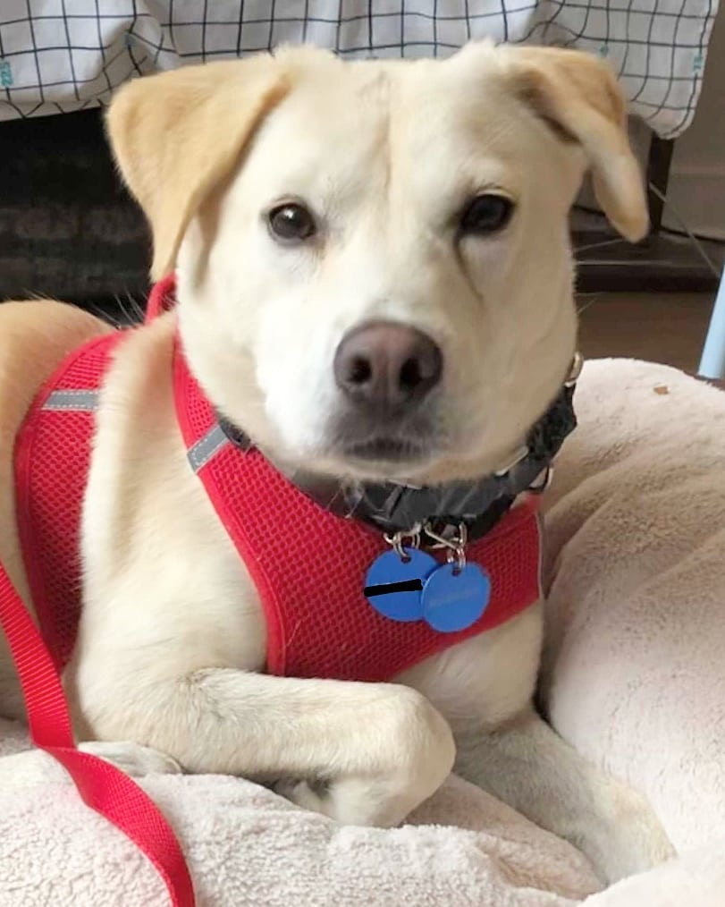 Say what's up to Wanso! ⬆️ Wanso is a 4-year-old female Jindo/Retriever mix and weighs about 23 pounds. She was rescued from the Jeolla-do Wanju dog farm by our partner @animal_kara. Wanso is fully crate trained and potty trained. She's best described as sweet, gentle, and sensitive. Wanso is a curious pup who holds her tail high when she's exploring her surroundings. 🕵️ She would do well in a quiet home where she can build her confidence. Think Wanso could be the one for you? Apply to adopt!

🐕 On a case-by-case basis, we accept applications from residents living within 30-miles of NYC and certain areas within CT, PA, D.C., MD, and MA. Check koreank9rescue.org/adopt for more details! 📝⁠⁠⁠⁠⁠⁠⁠⁠⁠⁠⁠⁠⁠

<a target='_blank' href='https://www.instagram.com/explore/tags/jindo/'>#jindo</a> <a target='_blank' href='https://www.instagram.com/explore/tags/retriever/'>#retriever</a> <a target='_blank' href='https://www.instagram.com/explore/tags/adoptmenyc/'>#adoptmenyc</a> <a target='_blank' href='https://www.instagram.com/explore/tags/nyc/'>#nyc</a> <a target='_blank' href='https://www.instagram.com/explore/tags/korea/'>#korea</a> <a target='_blank' href='https://www.instagram.com/explore/tags/adoptme/'>#adoptme</a> <a target='_blank' href='https://www.instagram.com/explore/tags/adoptmeplease/'>#adoptmeplease</a> <a target='_blank' href='https://www.instagram.com/explore/tags/koreank9rescue/'>#koreank9rescue</a> <a target='_blank' href='https://www.instagram.com/explore/tags/kk9r/'>#kk9r</a> <a target='_blank' href='https://www.instagram.com/explore/tags/spay/'>#spay</a> <a target='_blank' href='https://www.instagram.com/explore/tags/neuter/'>#neuter</a> <a target='_blank' href='https://www.instagram.com/explore/tags/rescueismyfavoritebreed/'>#rescueismyfavoritebreed</a> <a target='_blank' href='https://www.instagram.com/explore/tags/rescuedog/'>#rescuedog</a> <a target='_blank' href='https://www.instagram.com/explore/tags/everydogdeserveslove/'>#everydogdeserveslove</a> <a target='_blank' href='https://www.instagram.com/explore/tags/showlovekorea/'>#showlovekorea</a>