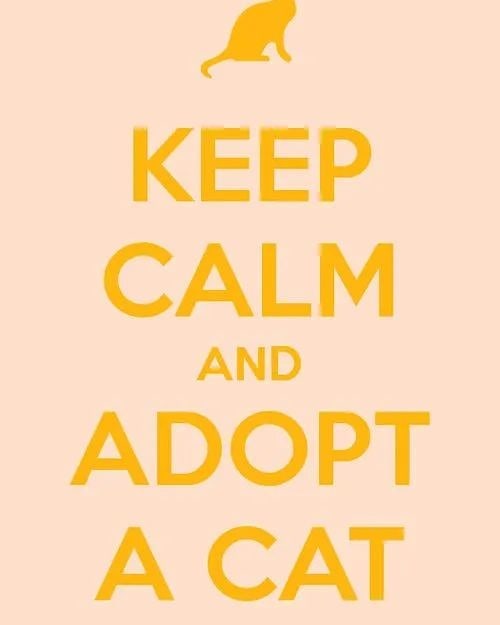 Welcome, Monday! 🌅🌝☀️ Today brings another opportunity to visit Adopt a Cat Foundation to see if your next fur baby is waiting for you. We are open from 1 p.m. to 5 p.m. on Mondays and Wednesdays and from 12 p.m. to 5 p.m. on Saturdays.  Not in the market for a new cat of your own, but you have a free day or a few hours to spare each week? Our kitties would love for you to join our volunteers! You can soak up all the love 😻 and appreciation from our kitties while making the world a better place for vulnerable felines. 🐈‍⬛🐈 Stop by today. ❤
<a target='_blank' href='https://www.instagram.com/explore/tags/AdoptaCatFoundation/'>#AdoptaCatFoundation</a> <a target='_blank' href='https://www.instagram.com/explore/tags/adoptacatfl/'>#adoptacatfl</a> <a target='_blank' href='https://www.instagram.com/explore/tags/adoptme/'>#adoptme</a> <a target='_blank' href='https://www.instagram.com/explore/tags/adoptacat/'>#adoptacat</a> <a target='_blank' href='https://www.instagram.com/explore/tags/adoption/'>#adoption</a> <a target='_blank' href='https://www.instagram.com/explore/tags/AdoptDontShop/'>#AdoptDontShop</a> <a target='_blank' href='https://www.instagram.com/explore/tags/cats/'>#cats</a>