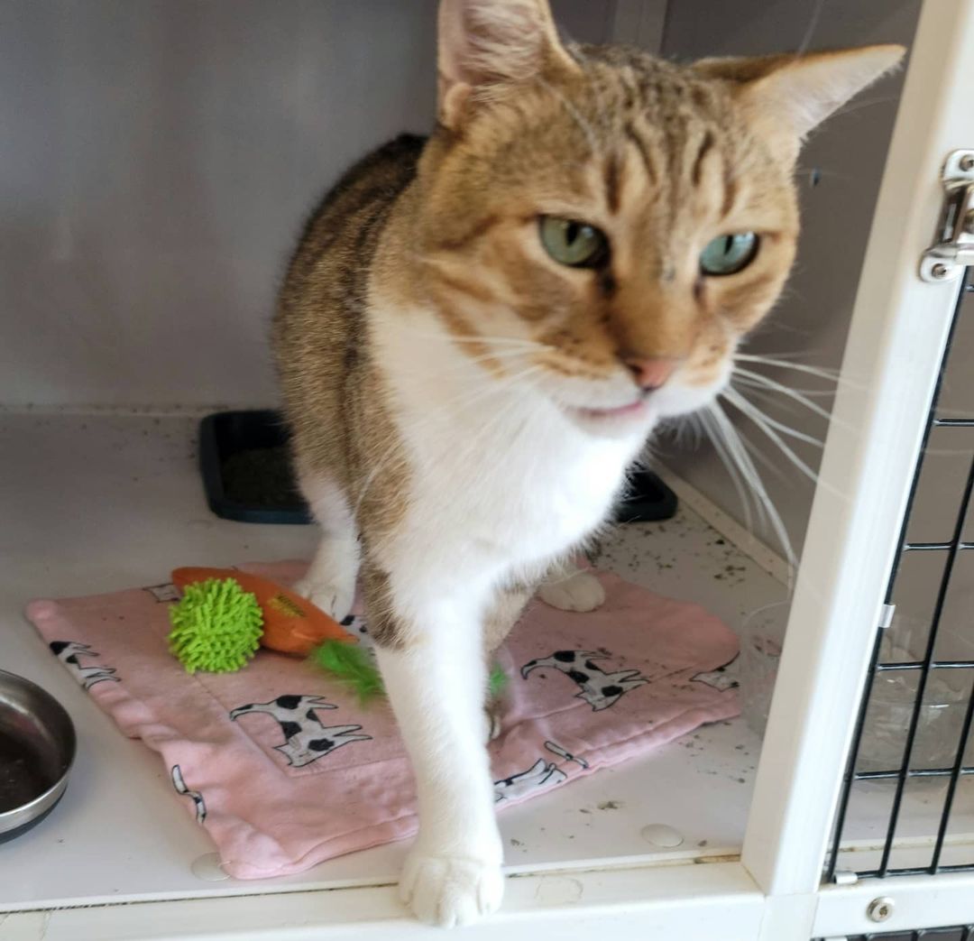 Mickey is a GORGEOUS,  SWEET, TOTAL LOVEBUG!!! This 3-year-old male has absolutely NO tail! Manx cats are cats without tails, and cats without even a stub are known as Rumpy Manx. Manx cats are known to be very affectionate, loyal and intelligent cats. Some say they are 