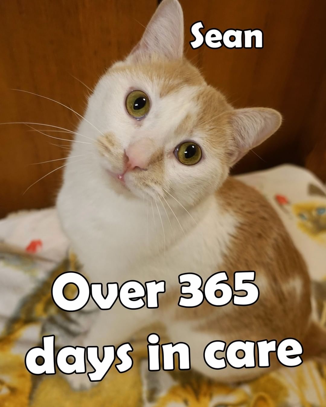 Sean has now been in care for over 365 days! 

Please share and lets help find Sean a home before the holidays! 

To learn more about Sean visit: http://www.portageanimalwelfaresociety.com/wordpress/?p=8369