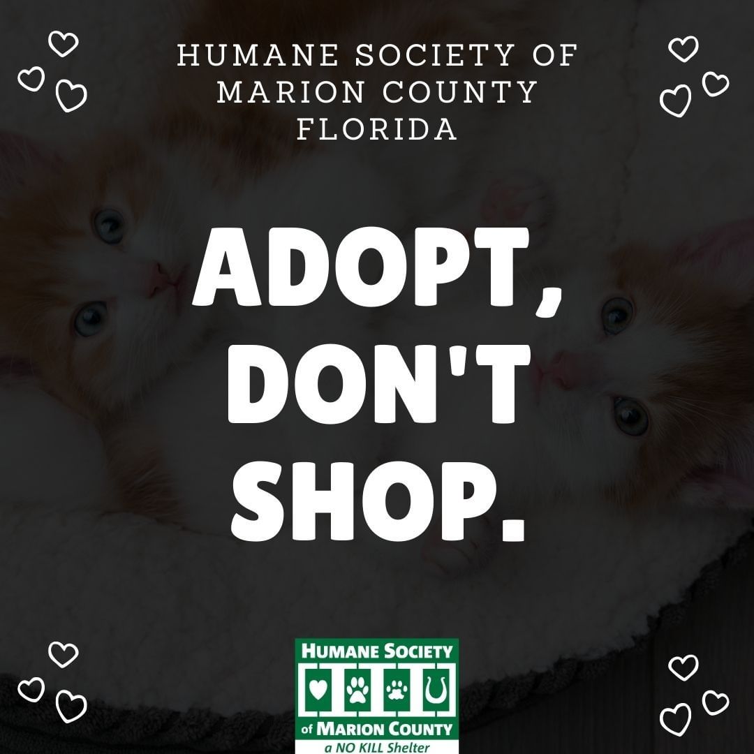 Please click the link below to view a list of our available shelter pets that are looking for a loving forever home! 🐾

http://thehsmc.org/animals-for-adoption/

The Humane Society of Marion County, Florida
We are located at:
701 NW 14th Rd
Ocala, Florida 34475
352.873.PETS

<a target='_blank' href='https://www.instagram.com/explore/tags/AdoptDontShop/'>#AdoptDontShop</a> <a target='_blank' href='https://www.instagram.com/explore/tags/humanesocietyofmarioncounty/'>#humanesocietyofmarioncounty</a> <a target='_blank' href='https://www.instagram.com/explore/tags/humanesociety/'>#humanesociety</a> <a target='_blank' href='https://www.instagram.com/explore/tags/marioncounty/'>#marioncounty</a> <a target='_blank' href='https://www.instagram.com/explore/tags/ocala/'>#ocala</a> <a target='_blank' href='https://www.instagram.com/explore/tags/dogs/'>#dogs</a> <a target='_blank' href='https://www.instagram.com/explore/tags/cats/'>#cats</a> <a target='_blank' href='https://www.instagram.com/explore/tags/adoptable/'>#adoptable</a>