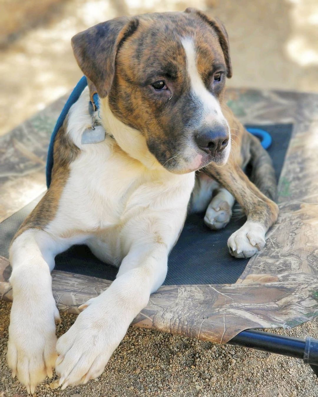 How does this handsome boy not have any adoption applications? Ryder is dog friendly, kid friendly, and super sweet! Adoption applications can be found in the link in our bio.