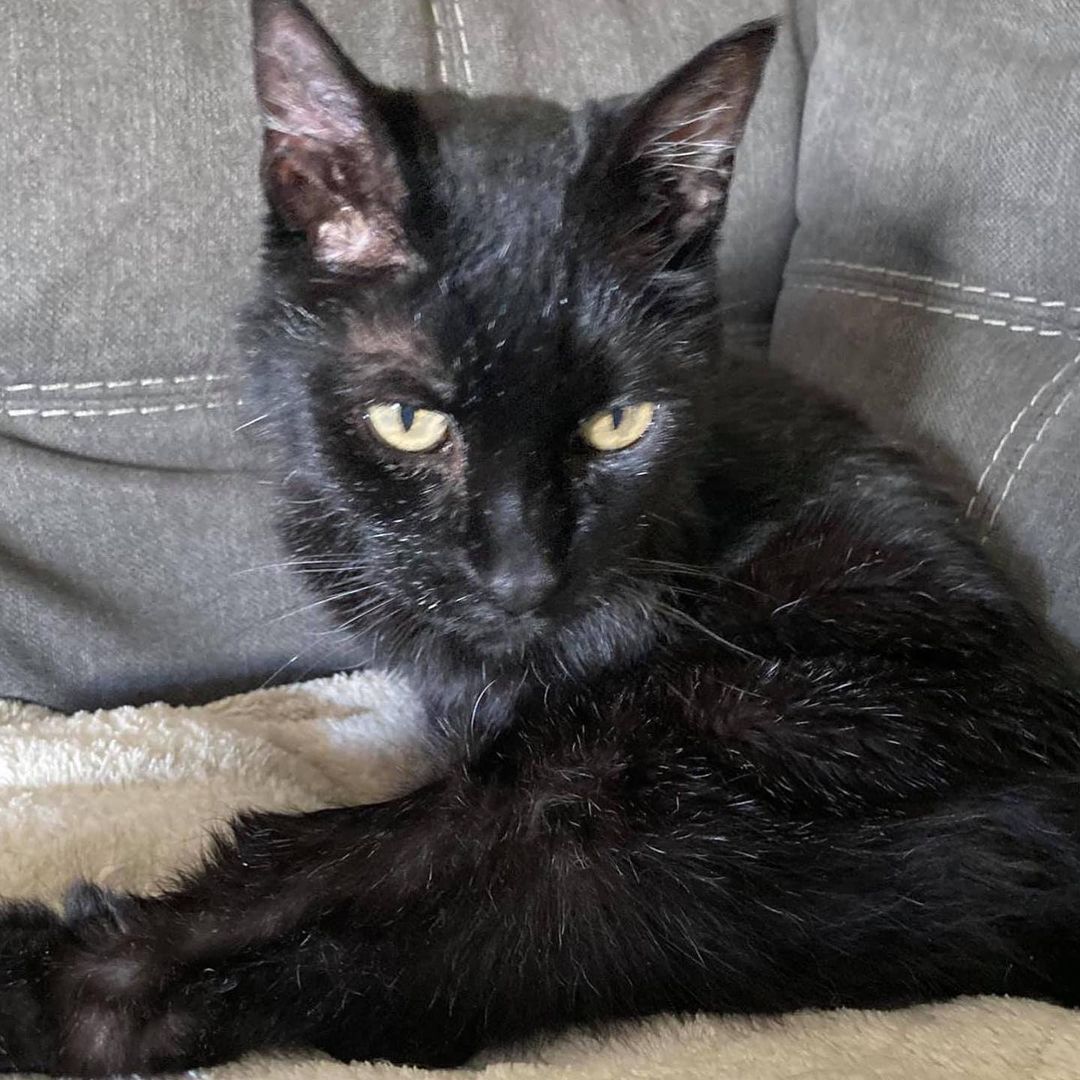 Meet Lil' Bertha, a sleek 🖤 black beauty waiting for her forever home. This ten-year-old lady will greet you with the best meows and purrs! Bertha loves her human friends and would do best as the only cat 🐈 

Sweet Bertha enjoys napping, snuggling and gets along with calm dogs, too. She takes her thyroid meds like a pro and is on a special diet for her kidneys. Bertha is FIV+ and is healthy and happy 😸 Ask our team about FIV in cats. 

Do you have the purrfect home 🏠 for this sweet girl? Use the link in our bio to reach our Salt Lake adoption page to fill out the adoption survey mentioning Lil' Bertha by name, DM us for a link or email utahadoptions@bestfriends.org. 

The Best Friends Lifesaving Center in Salt Lake City does adoptions by appointment and at our center between 12-4pm Sunday and Monday and 12-6pm Tuesday through Saturday. If you are interested in adopting a specific pet, please complete our dog adoption survey or cat adoption survey to provide us information about your lifestyle and what you are looking for in a dog or cat. An adoption specialist will be in touch with you within 48 hours via phone or email to advise next steps. Thank you for your continued support of the animals in Utah. 

<a target='_blank' href='https://www.instagram.com/explore/tags/SaveThemAll/'>#SaveThemAll</a> <a target='_blank' href='https://www.instagram.com/explore/tags/BestFriendsAnimalSociety/'>#BestFriendsAnimalSociety</a> <a target='_blank' href='https://www.instagram.com/explore/tags/adoptdontshop/'>#adoptdontshop</a> <a target='_blank' href='https://www.instagram.com/explore/tags/Utah/'>#Utah</a> <a target='_blank' href='https://www.instagram.com/explore/tags/SLC/'>#SLC</a> <a target='_blank' href='https://www.instagram.com/explore/tags/SaltLakeCity/'>#SaltLakeCity</a> <a target='_blank' href='https://www.instagram.com/explore/tags/BestFriendsUtah/'>#BestFriendsUtah</a> <a target='_blank' href='https://www.instagram.com/explore/tags/fosteringsaveslives/'>#fosteringsaveslives</a> <a target='_blank' href='https://www.instagram.com/explore/tags/BestFriendsSLC/'>#BestFriendsSLC</a> 
<a target='_blank' href='https://www.instagram.com/explore/tags/NKUT/'>#NKUT</a> <a target='_blank' href='https://www.instagram.com/explore/tags/adoptablecat/'>#adoptablecat</a>