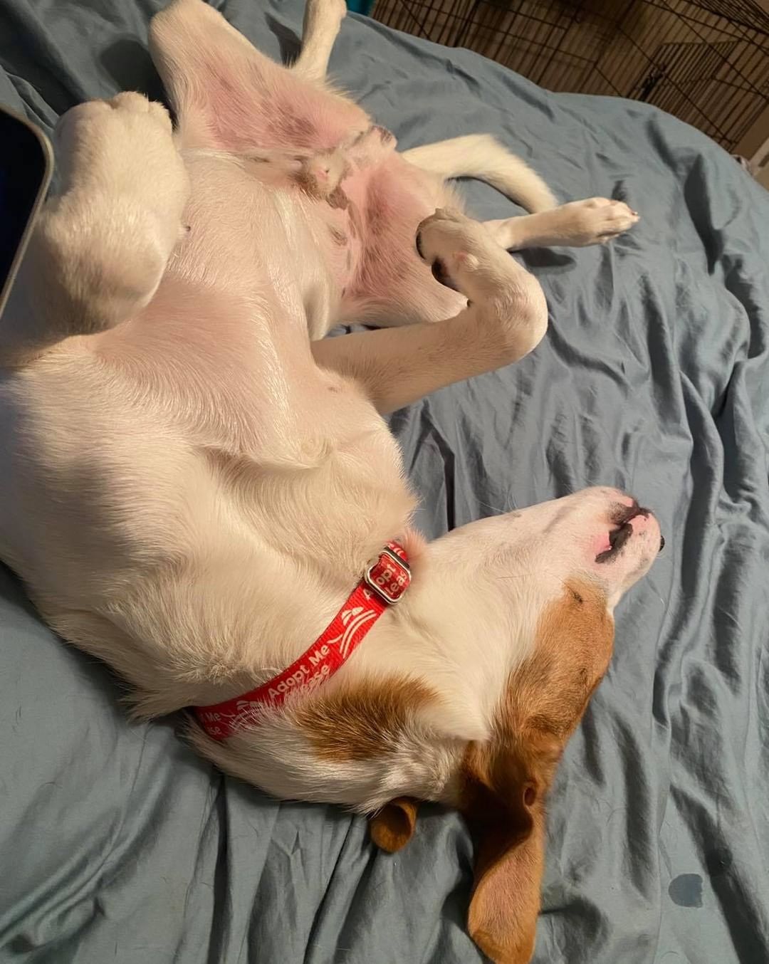 The many faces of a Hobbes naps. If anyone needs a splooting extraordinaire this cutie is still available! He’s a 1 year old terrier mix. Super playful, friendly, silly, good with dogs. A total catch! Fill out an app on our website!