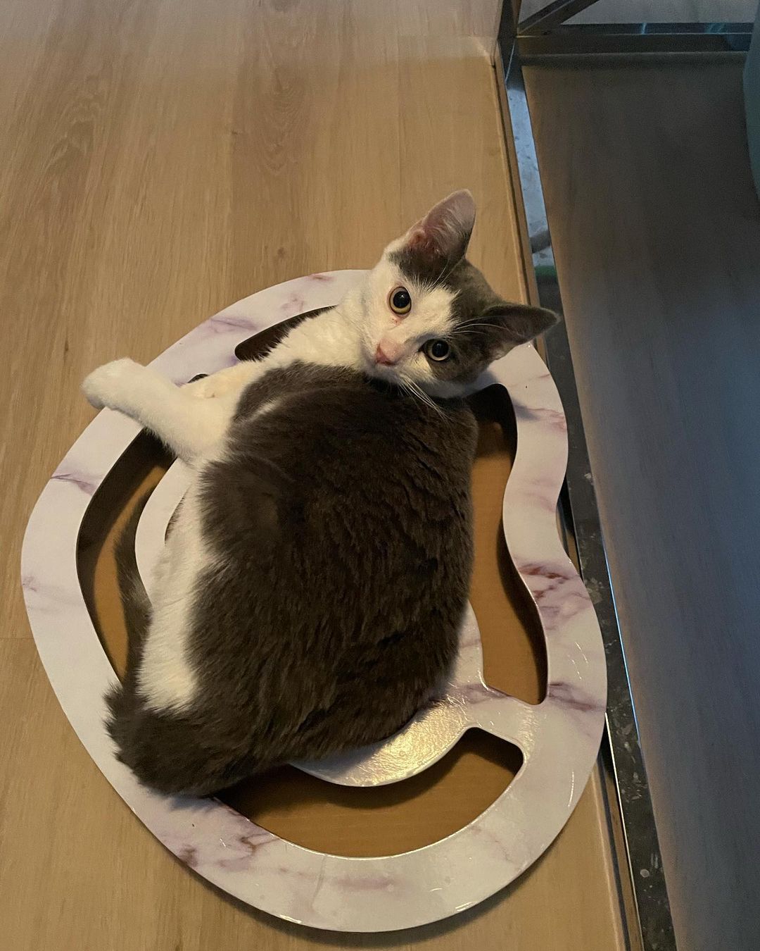 Hi umm hello umm is this thing on?? Oh ok! Hello world!! We are Toby (black and white) and Spencer (grey and white) and we are so happy to meet you all 😻😻 You May remember us as Honey and Spice. That was when we were still at the <a target='_blank' href='https://www.instagram.com/explore/tags/catshelter/'>#catshelter</a> with URIs and hoping for a <a target='_blank' href='https://www.instagram.com/explore/tags/foster/'>#foster</a> home. Well luckily we got one! And we’re all better now too 😃😃 We are sweet and playful 5 month old male <a target='_blank' href='https://www.instagram.com/explore/tags/kittens/'>#kittens</a> now ready for our <a target='_blank' href='https://www.instagram.com/explore/tags/fureverhome/'>#fureverhome</a> We also get along great with other <a target='_blank' href='https://www.instagram.com/explore/tags/kitties/'>#kitties</a> 💗 Are you looking for two <a target='_blank' href='https://www.instagram.com/explore/tags/handsomekitties/'>#handsomekitties</a> to call your own? Email our <a target='_blank' href='https://www.instagram.com/explore/tags/furriends/'>#furriends</a> at ForAnimalsNYC@gmail.com and ask about us, Toby and Spencer 🐱🐱 For faster processing, fill out the editable PDF adoption-application form at
https://www.foranimalsinc.com/adopt/our-adoption-process/ and email it to ForAnimalsNYC@gmail.com <a target='_blank' href='https://www.instagram.com/explore/tags/adoptdontshop/'>#adoptdontshop</a> <a target='_blank' href='https://www.instagram.com/explore/tags/rescueismyfavoritebreed/'>#rescueismyfavoritebreed</a> <a target='_blank' href='https://www.instagram.com/explore/tags/rescuekittens/'>#rescuekittens</a> <a target='_blank' href='https://www.instagram.com/explore/tags/kittensofinstagram/'>#kittensofinstagram</a> <a target='_blank' href='https://www.instagram.com/explore/tags/fosteringsaveslives/'>#fosteringsaveslives</a> <a target='_blank' href='https://www.instagram.com/explore/tags/tnr/'>#tnr</a>