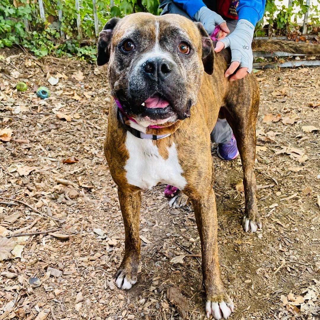 Jiggy, Royal, Akiles, Spot, Sasha, Phoebe, Amos, Sonny, and Skeeter are just a few of our adoptable dogs you can meet during open adoption hours today, Saturday from 12-3pm. 

Vela, Simon, and Fender who we have featured in previous posts, and have their adoption fees wavied, are also going to be here! 

You can also adopt cats, rabbits, guinea pigs, pigeons, and a pig! Check out the Adoptable Pets link in our bio to see them all.

<a target='_blank' href='https://www.instagram.com/explore/tags/adopt/'>#adopt</a> <a target='_blank' href='https://www.instagram.com/explore/tags/adoption/'>#adoption</a> <a target='_blank' href='https://www.instagram.com/explore/tags/adoptdontshop/'>#adoptdontshop</a>  <a target='_blank' href='https://www.instagram.com/explore/tags/shelterdogs/'>#shelterdogs</a> <a target='_blank' href='https://www.instagram.com/explore/tags/adoptashelterdog/'>#adoptashelterdog</a> <a target='_blank' href='https://www.instagram.com/explore/tags/adoptashelterpet/'>#adoptashelterpet</a> <a target='_blank' href='https://www.instagram.com/explore/tags/weeklyfluff/'>#weeklyfluff</a> <a target='_blank' href='https://www.instagram.com/explore/tags/pibble/'>#pibble</a> <a target='_blank' href='https://www.instagram.com/explore/tags/pibblesofinstagram/'>#pibblesofinstagram</a> <a target='_blank' href='https://www.instagram.com/explore/tags/pittie/'>#pittie</a> <a target='_blank' href='https://www.instagram.com/explore/tags/pittielove/'>#pittielove</a> <a target='_blank' href='https://www.instagram.com/explore/tags/puppies/'>#puppies</a> <a target='_blank' href='https://www.instagram.com/explore/tags/germanshepherd/'>#germanshepherd</a> <a target='_blank' href='https://www.instagram.com/explore/tags/doberman/'>#doberman</a> <a target='_blank' href='https://www.instagram.com/explore/tags/shepherd/'>#shepherd</a> <a target='_blank' href='https://www.instagram.com/explore/tags/fosteringsaveslives/'>#fosteringsaveslives</a> <a target='_blank' href='https://www.instagram.com/explore/tags/adoptaseniordog/'>#adoptaseniordog</a> <a target='_blank' href='https://www.instagram.com/explore/tags/bayareapets/'>#bayareapets</a> <a target='_blank' href='https://www.instagram.com/explore/tags/eastbay/'>#eastbay</a> <a target='_blank' href='https://www.instagram.com/explore/tags/oakland/'>#oakland</a> <a target='_blank' href='https://www.instagram.com/explore/tags/oaklandcalifornia/'>#oaklandcalifornia</a> <a target='_blank' href='https://www.instagram.com/explore/tags/adoptoakland/'>#adoptoakland</a> <a target='_blank' href='https://www.instagram.com/explore/tags/oaklanddogs/'>#oaklanddogs</a> <a target='_blank' href='https://www.instagram.com/explore/tags/oaklandanimalservices/'>#oaklandanimalservices</a>