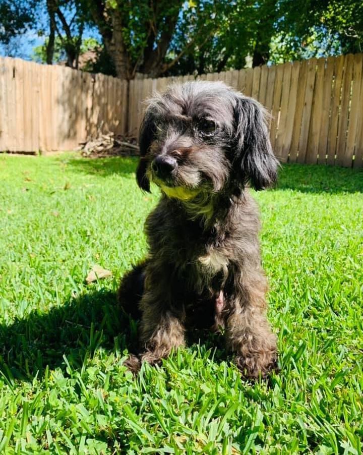Meet Taffi! My sweetheart of a foster who is basically perfect. I believe she is a poodle/terrier mix and is a petite 13.5lbs. Taffi is housebroken, great with kids, dogs and cats. She loves to snuggle up on a lap or play fetch and has reached expert level on puppy dog eyes. She would make the perfect family member! ❤️

Taffi is available for adoption through Belles Buds Rescue.