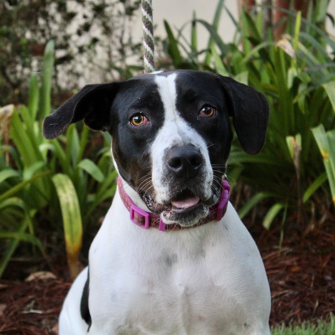 My name is Joplin, and I have been at HSSCG for 140 days. Wow, that sure is a long time! Can you help me find a home?

I was transferred to the Humane Society from Glynn County animal control. The lady who selected me liked my personality and good looks, whatever that means! I am only a year old and have lots of energy, so I will likely need a family that is able to keep up. (But I promise I will calm down, eventually!) I also think other dogs are pretty awesome, and I have never met a person I didn't like. Do you think I am a good fit for you? I hope so! Email humanesociety@hsscg.org for an appointment to meet me or visit HSSCG today from 11-4. I'll be right here! 
www.HSSCG.org
--------------
<a target='_blank' href='https://www.instagram.com/explore/tags/stsimons/'>#stsimons</a> <a target='_blank' href='https://www.instagram.com/explore/tags/stsimonsisland/'>#stsimonsisland</a> <a target='_blank' href='https://www.instagram.com/explore/tags/seaisland/'>#seaisland</a> <a target='_blank' href='https://www.instagram.com/explore/tags/jekyllisland/'>#jekyllisland</a> <a target='_blank' href='https://www.instagram.com/explore/tags/brunswick/'>#brunswick</a> <a target='_blank' href='https://www.instagram.com/explore/tags/goldenisles/'>#goldenisles</a> <a target='_blank' href='https://www.instagram.com/explore/tags/jacksonville/'>#jacksonville</a> <a target='_blank' href='https://www.instagram.com/explore/tags/savannah/'>#savannah</a> <a target='_blank' href='https://www.instagram.com/explore/tags/humanesociety/'>#humanesociety</a> <a target='_blank' href='https://www.instagram.com/explore/tags/adoptdontshop/'>#adoptdontshop</a> <a target='_blank' href='https://www.instagram.com/explore/tags/adopt/'>#adopt</a> <a target='_blank' href='https://www.instagram.com/explore/tags/rescuedogsofinstagram/'>#rescuedogsofinstagram</a> <a target='_blank' href='https://www.instagram.com/explore/tags/rescuedog/'>#rescuedog</a> <a target='_blank' href='https://www.instagram.com/explore/tags/dogs/'>#dogs</a> <a target='_blank' href='https://www.instagram.com/explore/tags/dogsofinstagram/'>#dogsofinstagram</a> <a target='_blank' href='https://www.instagram.com/explore/tags/animalshelter/'>#animalshelter</a> <a target='_blank' href='https://www.instagram.com/explore/tags/hsscg/'>#hsscg</a>