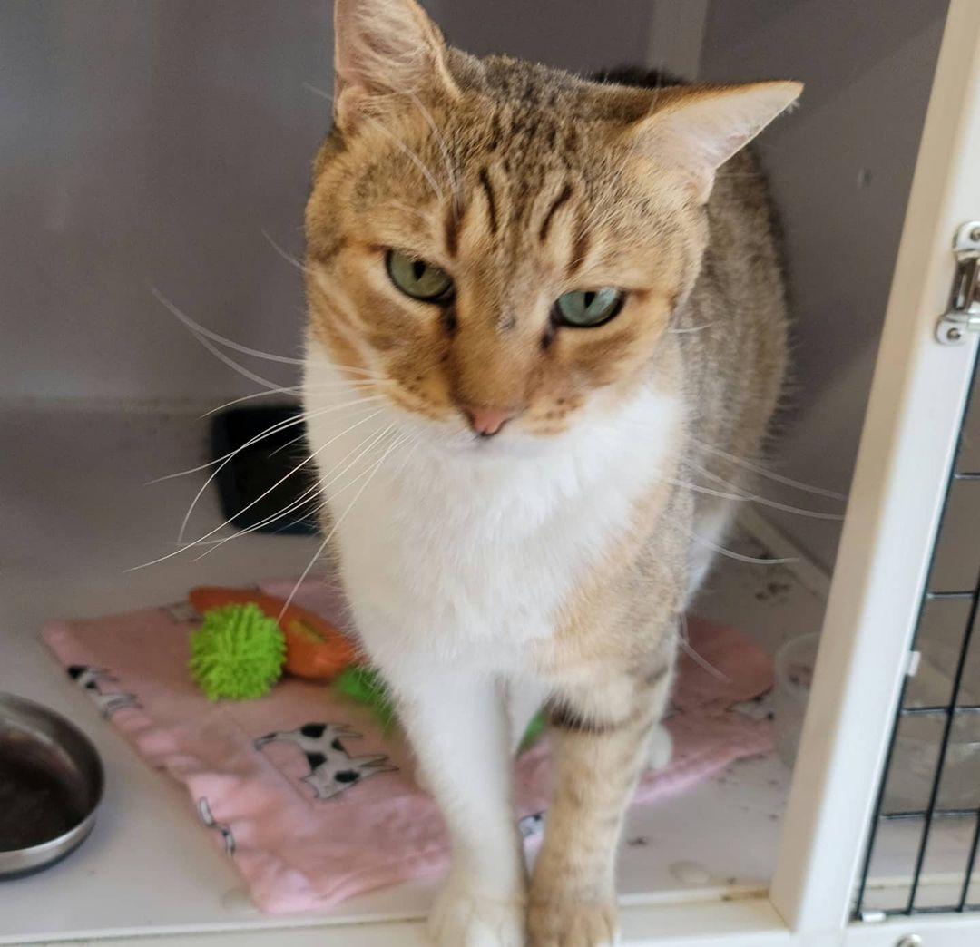 Mickey is a GORGEOUS,  SWEET, TOTAL LOVEBUG!!! This 3-year-old male has absolutely NO tail! Manx cats are cats without tails, and cats without even a stub are known as Rumpy Manx. Manx cats are known to be very affectionate, loyal and intelligent cats. Some say they are 