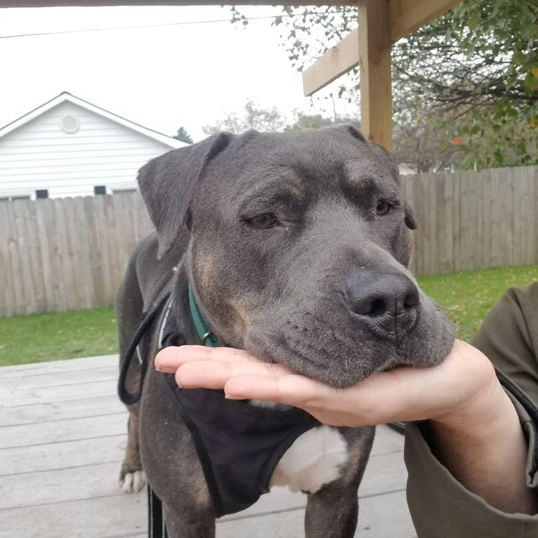 Adopt-a-bull Kane is one of the easiest going dudes we've seen at Buster.  Here you can see 👀 his progression from a nice neck scratch to deciding a hand 🖐️ makes a great place to rest his big ole pitty 🐶 noggin.  Apply to meet this chill ❄ dude today!
<a target='_blank' href='https://www.instagram.com/explore/tags/thebusterfoundation/'>#thebusterfoundation</a>
<a target='_blank' href='https://www.instagram.com/explore/tags/pitbull/'>#pitbull</a>
<a target='_blank' href='https://www.instagram.com/explore/tags/pitbullsofinstagram/'>#pitbullsofinstagram</a>
<a target='_blank' href='https://www.instagram.com/explore/tags/pitbulladvocate/'>#pitbulladvocate</a>
<a target='_blank' href='https://www.instagram.com/explore/tags/bullybreed/'>#bullybreed</a>
<a target='_blank' href='https://www.instagram.com/explore/tags/dontbullymybreed/'>#dontbullymybreed</a>
<a target='_blank' href='https://www.instagram.com/explore/tags/rescuedog/'>#rescuedog</a>
<a target='_blank' href='https://www.instagram.com/explore/tags/rescueismyfavoritebreed/'>#rescueismyfavoritebreed</a>
<a target='_blank' href='https://www.instagram.com/explore/tags/detroitrescuedogs/'>#detroitrescuedogs</a>