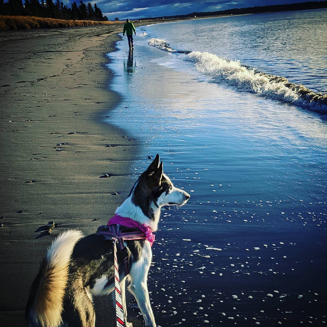 Sunday Fundays were made for beach walks, looking for jellyfish & meeting new pals! 
Nova loved chillin' in the salty air & soaking up the sunshine! ☀️ Me too, girl! 🙌
<a target='_blank' href='https://www.instagram.com/explore/tags/kpalrescue/'>#kpalrescue</a> 
<a target='_blank' href='https://www.instagram.com/explore/tags/adoptme/'>#adoptme</a>
<a target='_blank' href='https://www.instagram.com/explore/tags/staysalty/'>#staysalty</a> 
<a target='_blank' href='https://www.instagram.com/explore/tags/sundayfunday/'>#sundayfunday</a>