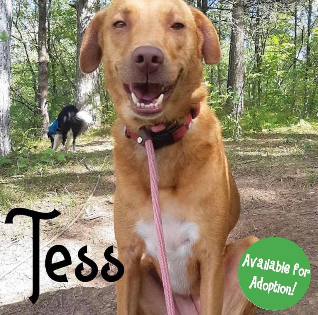 If you think Tess is the dog for you, check her full bio, out the adoption process, and application at www.dibsrescue.com
<a target='_blank' href='https://www.instagram.com/explore/tags/dibs/'>#dibs</a> <a target='_blank' href='https://www.instagram.com/explore/tags/dibsdogs/'>#dibsdogs</a> <a target='_blank' href='https://www.instagram.com/explore/tags/dibsrescue/'>#dibsrescue</a> <a target='_blank' href='https://www.instagram.com/explore/tags/dogs/'>#dogs</a> <a target='_blank' href='https://www.instagram.com/explore/tags/rescuedogs/'>#rescuedogs</a> <a target='_blank' href='https://www.instagram.com/explore/tags/rescuedogsofinstagram/'>#rescuedogsofinstagram</a> <a target='_blank' href='https://www.instagram.com/explore/tags/ontario/'>#ontario</a> <a target='_blank' href='https://www.instagram.com/explore/tags/toronto/'>#toronto</a> <a target='_blank' href='https://www.instagram.com/explore/tags/fosterdogs/'>#fosterdogs</a> <a target='_blank' href='https://www.instagram.com/explore/tags/adoptdogs/'>#adoptdogs</a>