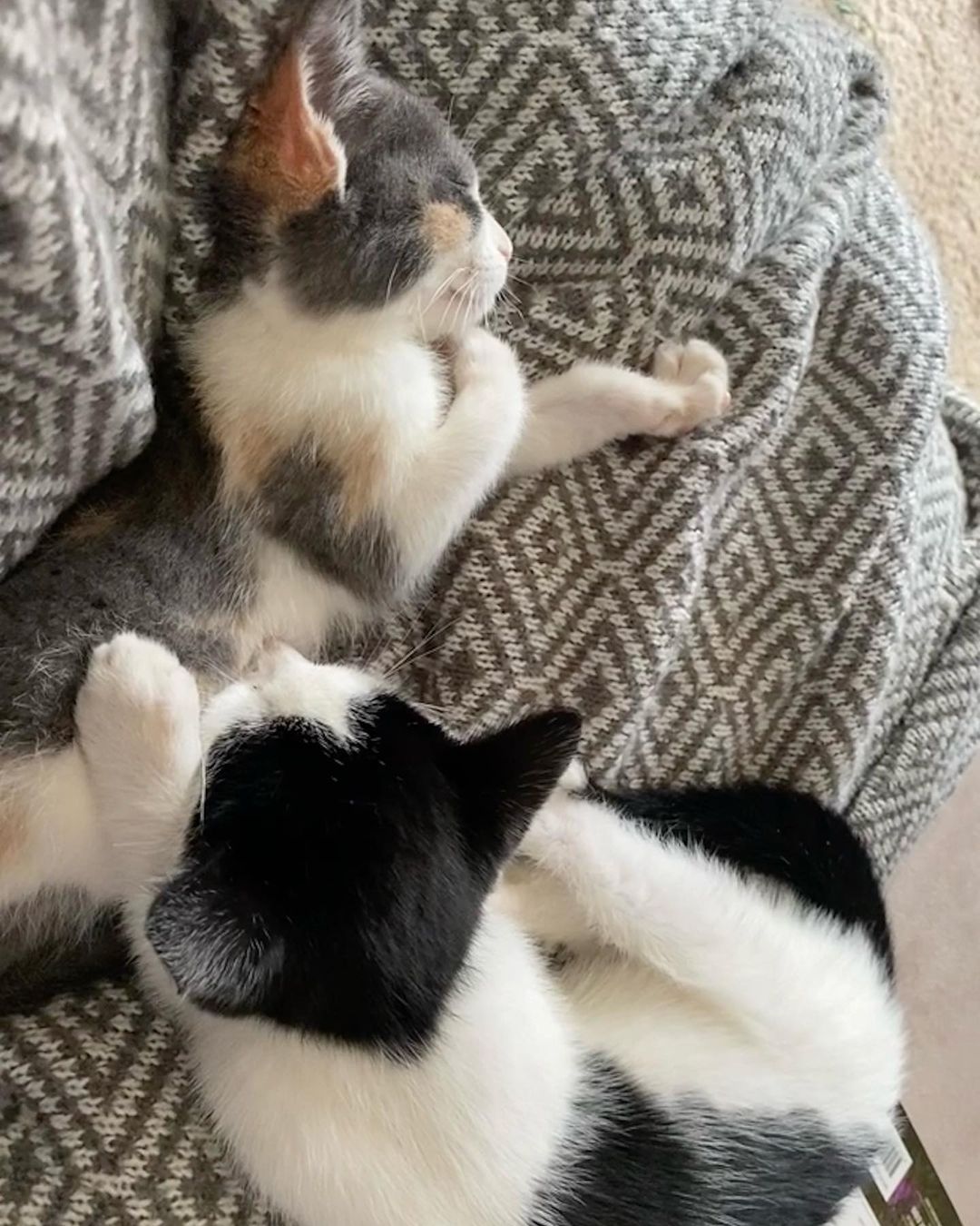 Lazy Sunday vibes from kittens Laurel and Louie 💞

<a target='_blank' href='https://www.instagram.com/explore/tags/Adoptdontshop/'>#Adoptdontshop</a> <a target='_blank' href='https://www.instagram.com/explore/tags/redemptionroadrescue/'>#redemptionroadrescue</a> <a target='_blank' href='https://www.instagram.com/explore/tags/redemptionroadmn/'>#redemptionroadmn</a> <a target='_blank' href='https://www.instagram.com/explore/tags/kittens/'>#kittens</a> <a target='_blank' href='https://www.instagram.com/explore/tags/kittensofinstagram/'>#kittensofinstagram</a> <a target='_blank' href='https://www.instagram.com/explore/tags/minneapoliskitty/'>#minneapoliskitty</a> <a target='_blank' href='https://www.instagram.com/explore/tags/rescuedismyfavoritebreed/'>#rescuedismyfavoritebreed</a> <a target='_blank' href='https://www.instagram.com/explore/tags/minnesotakittens/'>#minnesotakittens</a> <a target='_blank' href='https://www.instagram.com/explore/tags/rescuekitten/'>#rescuekitten</a> <a target='_blank' href='https://www.instagram.com/explore/tags/adoptedkitten/'>#adoptedkitten</a>