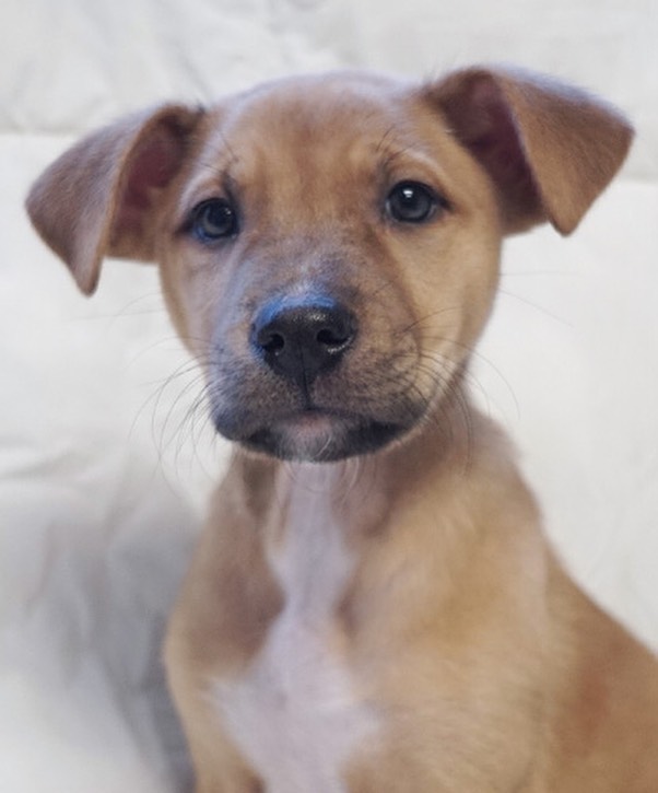 Puppies available tomorrow!

Zero, Jack Skellington and Pumpkin are ready for loving homes 😊🐾❤️
These 9 week-old puppies are available tomorrow at 11 am! 

For more info, 760.753.6413/info@sdpets.org. Or come see them between 11 am and 2 pm Friday through Monday. 

<a target='_blank' href='https://www.instagram.com/explore/tags/adoptablepuppies/'>#adoptablepuppies</a> <a target='_blank' href='https://www.instagram.com/explore/tags/puppies/'>#puppies</a> <a target='_blank' href='https://www.instagram.com/explore/tags/rescuepuppies/'>#rescuepuppies</a> <a target='_blank' href='https://www.instagram.com/explore/tags/adoptdontshop/'>#adoptdontshop</a> <a target='_blank' href='https://www.instagram.com/explore/tags/puppiesmakemehappy/'>#puppiesmakemehappy</a>