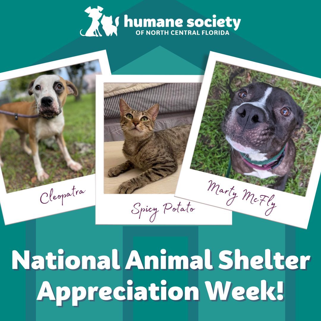 As the first full week of November wraps up, take a moment to appreciate all shelters committed to ensuring furry friends like these three are healthy, happy, and comfy in their forever homes. 

It's also the perfect time for us to thank YOU - every one of our supporters aiding in our pursuit to save pet lives in North Central Florida. We couldn't do this without you!