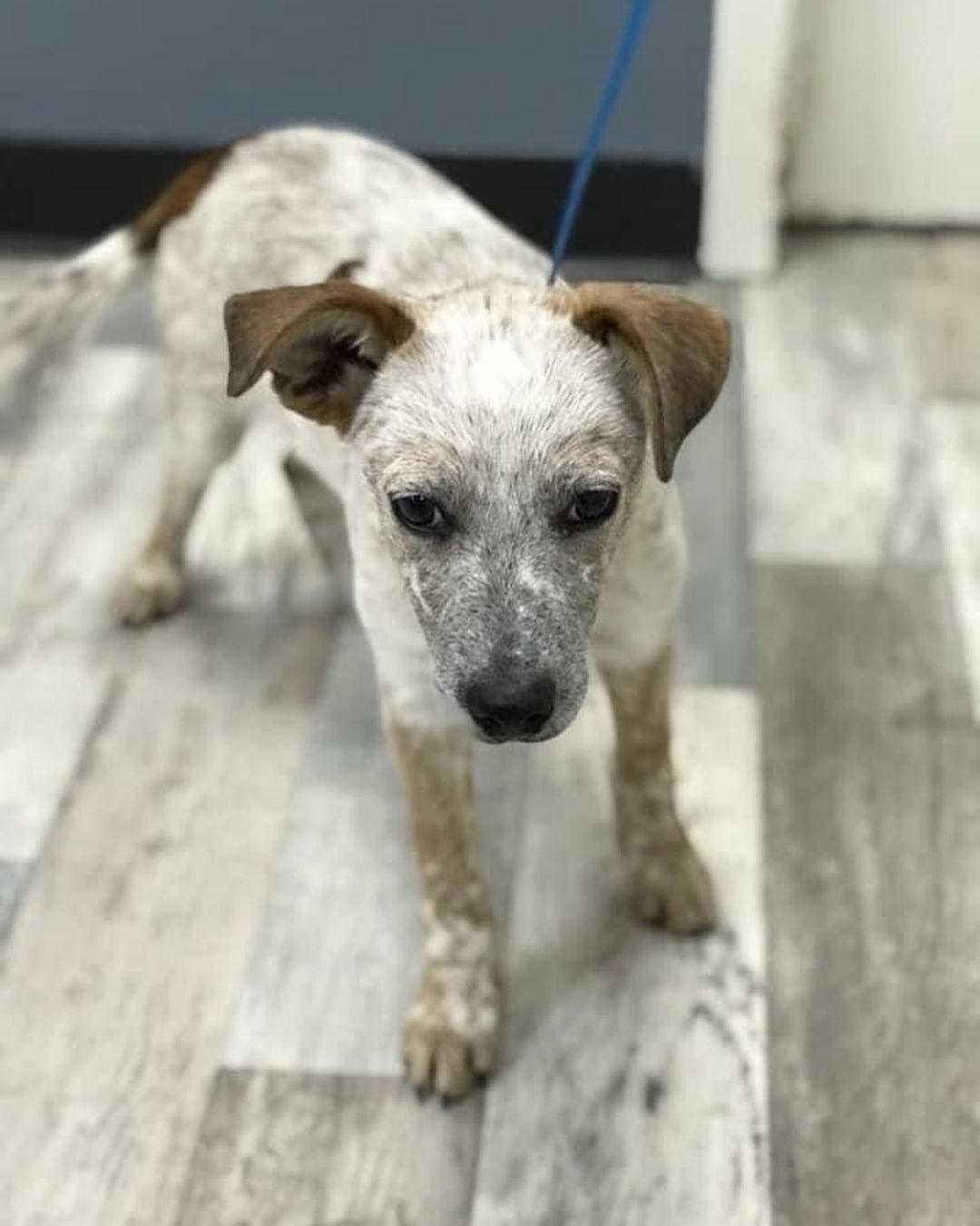 Hi Everyone! ￼We have a lot of new arrivals this morning from Texas ❤️ We are excited to welcome these new animals to Colorado! They will be available to meet TODAY at the Glendale Petsmart at 4300 E. Alameda Ave. from 11 AM to 3 PM. ￼￼
We are looking for FOSTER-TO-ADOPT homes and a few FOSTERS!