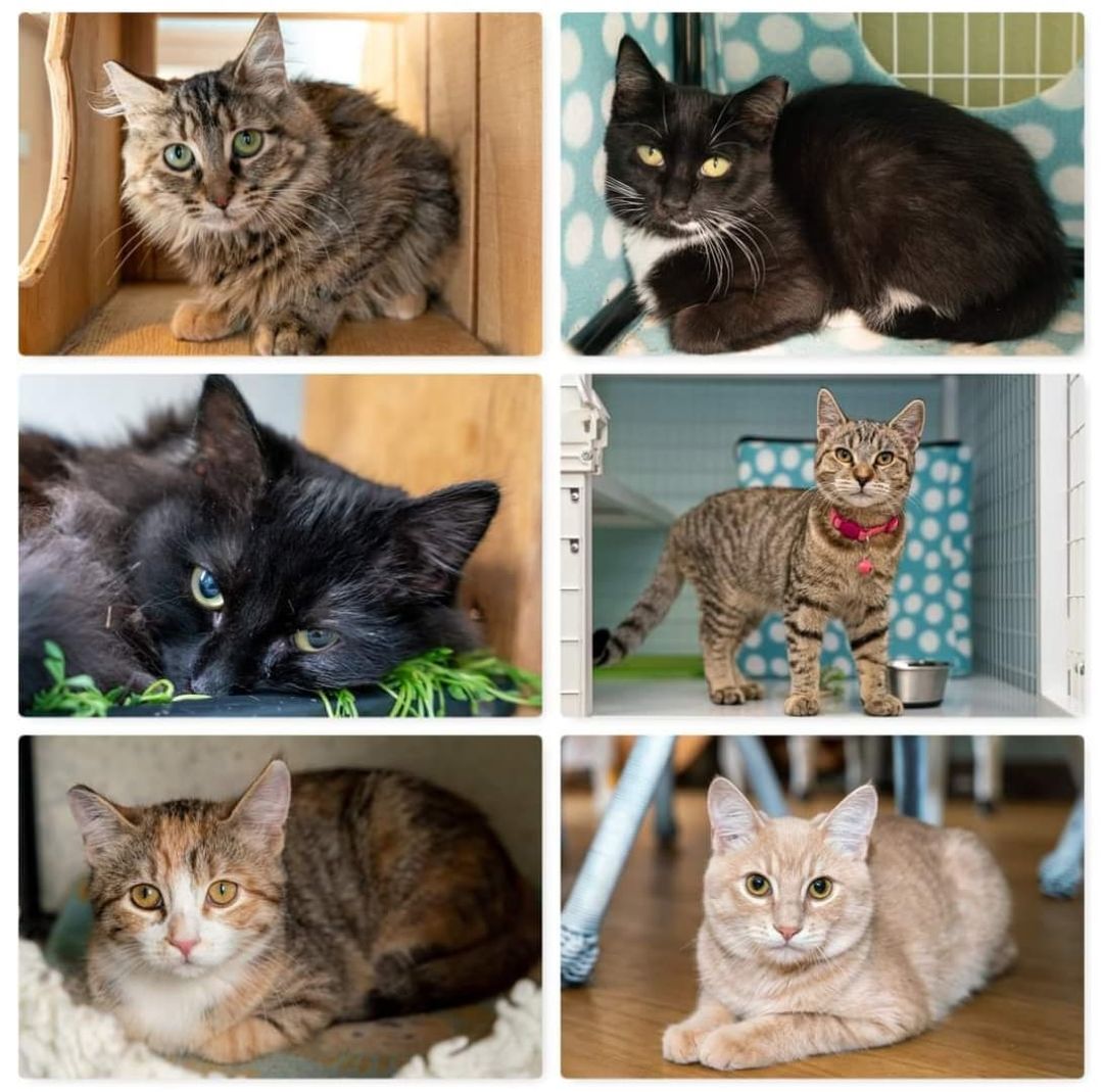 Although kitten season is waning, we still have quite a few cute youngsters available for adoption, and here they are for your <a target='_blank' href='https://www.instagram.com/explore/tags/Caturday/'>#Caturday</a> viewing pleasure. ⁣
⁣
The first image is kittens you can meet in our cat café. The second group are all being hosted by a fantastic foster in Lake Stevens; to meet them, please submit an online application (link in bio) and we'll reach out to arrange a meeting. ⁣
⁣
<a target='_blank' href='https://www.instagram.com/explore/tags/PNWcat/'>#PNWcat</a> <a target='_blank' href='https://www.instagram.com/explore/tags/adoptdontshop/'>#adoptdontshop</a> <a target='_blank' href='https://www.instagram.com/explore/tags/catsofinstagram/'>#catsofinstagram</a> <a target='_blank' href='https://www.instagram.com/explore/tags/catsofig/'>#catsofig</a> <a target='_blank' href='https://www.instagram.com/explore/tags/instacat/'>#instacat</a> <a target='_blank' href='https://www.instagram.com/explore/tags/seattlecatsofinstagram/'>#seattlecatsofinstagram</a> <a target='_blank' href='https://www.instagram.com/explore/tags/redmondcatsofinstagram/'>#redmondcatsofinstagram</a> <a target='_blank' href='https://www.instagram.com/explore/tags/gato/'>#gato</a> <a target='_blank' href='https://www.instagram.com/explore/tags/neko/'>#neko</a> <a target='_blank' href='https://www.instagram.com/explore/tags/chat/'>#chat</a> <a target='_blank' href='https://www.instagram.com/explore/tags/kedi/'>#kedi</a> <a target='_blank' href='https://www.instagram.com/explore/tags/cat/'>#cat</a> <a target='_blank' href='https://www.instagram.com/explore/tags/rescuedismyfavoritebreed/'>#rescuedismyfavoritebreed</a> <a target='_blank' href='https://www.instagram.com/explore/tags/instacats/'>#instacats</a> <a target='_blank' href='https://www.instagram.com/explore/tags/meow/'>#meow</a> <a target='_blank' href='https://www.instagram.com/explore/tags/kitty/'>#kitty</a> <a target='_blank' href='https://www.instagram.com/explore/tags/kittycat/'>#kittycat</a> <a target='_blank' href='https://www.instagram.com/explore/tags/instapet/'>#instapet</a> <a target='_blank' href='https://www.instagram.com/explore/tags/instakitty/'>#instakitty</a> <a target='_blank' href='https://www.instagram.com/explore/tags/cutecat/'>#cutecat</a> <a target='_blank' href='https://www.instagram.com/explore/tags/cutecats/'>#cutecats</a> <a target='_blank' href='https://www.instagram.com/explore/tags/cats/'>#cats</a> <a target='_blank' href='https://www.instagram.com/explore/tags/catstagram/'>#catstagram</a>  <a target='_blank' href='https://www.instagram.com/explore/tags/supportsmallbusiness/'>#supportsmallbusiness</a> <a target='_blank' href='https://www.instagram.com/explore/tags/smallbusiness/'>#smallbusiness</a> <a target='_blank' href='https://www.instagram.com/explore/tags/catcafe/'>#catcafe</a> <a target='_blank' href='https://www.instagram.com/explore/tags/kittensofig/'>#kittensofig</a> <a target='_blank' href='https://www.instagram.com/explore/tags/kittensofinstagram/'>#kittensofinstagram</a>