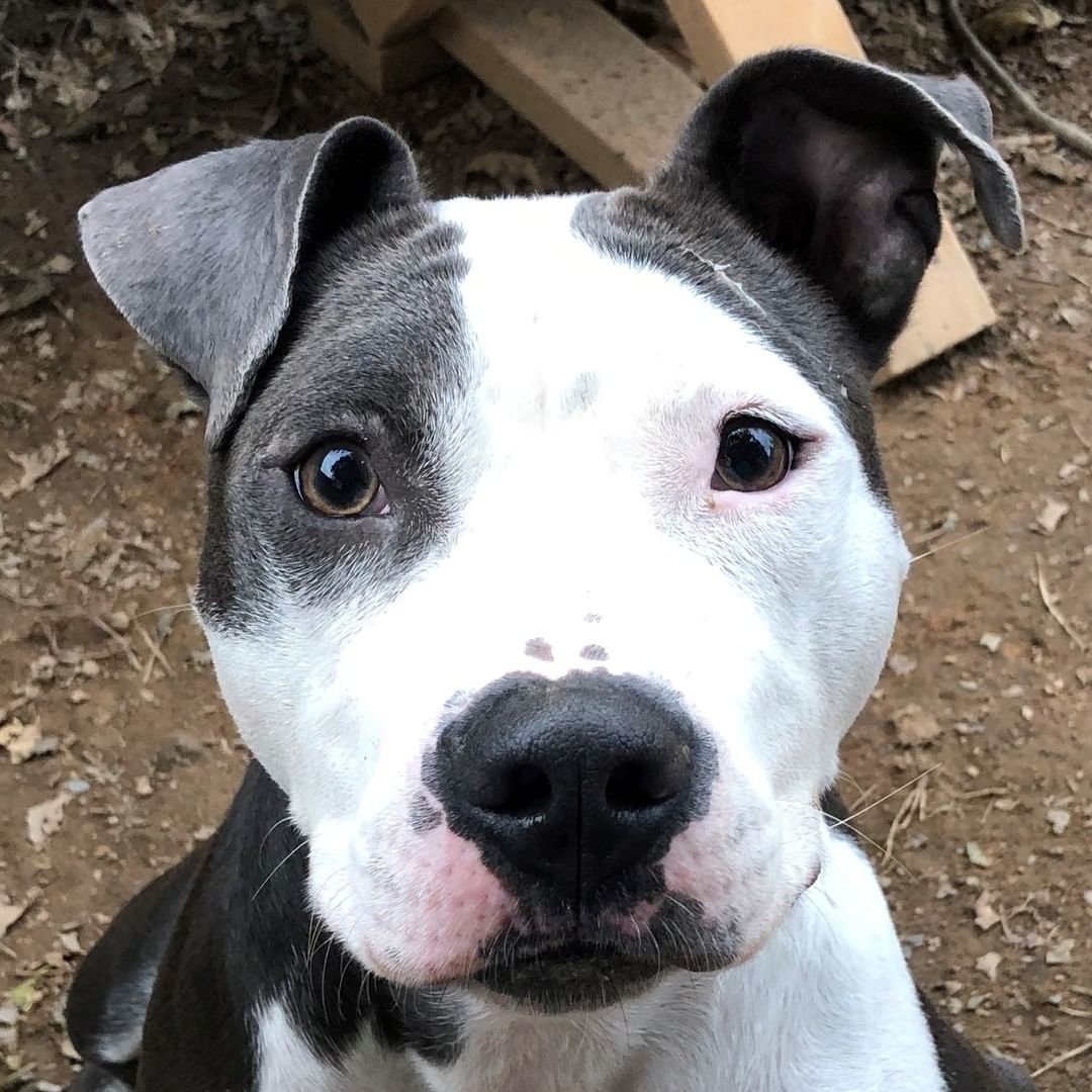 Harry Winston has nothing on this Diamond! Meet your next adventure buddy who is ready to take your fetch game to the next level! 

This medium sized girl with her soulful eyes and perfect ear flip is ready to make your days brighter! Visit https://bit.ly/3c3jIGv to learn more about her!