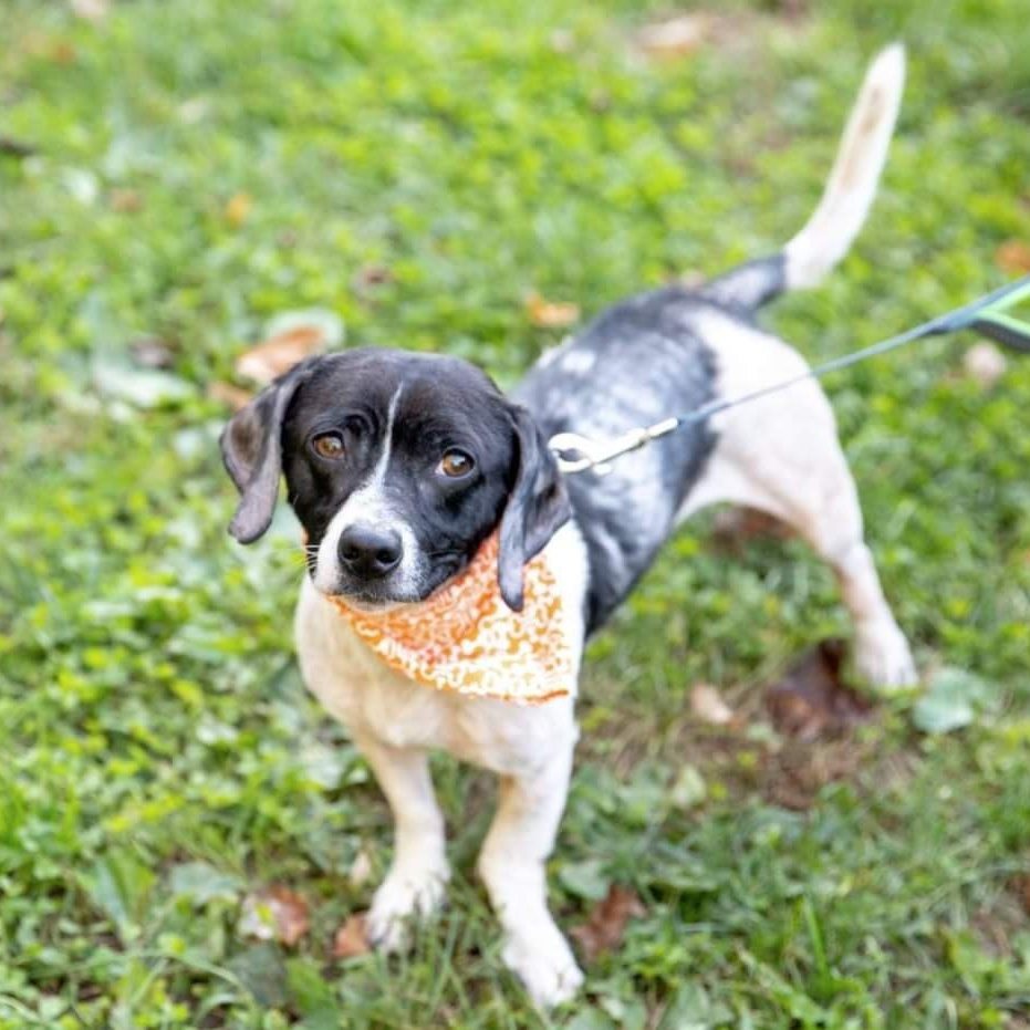 What Can You Do With $5?

You could buy a Pumpkin Spiced Latte or you could join our $5 Friday to help save lives, like Jack!

�This week's $5 Friday is dedicated to Jack, a 3-year-old Beagle / Boston Terrier mix. Jack was dumped at a high kill shelter in Tennessee with a life-threatening skin infection and loaded with parasites. He is receiving treatment for the parasites, daily antibiotics, and medicated baths twice weekly until his hair grows back.
 
Unfortunately, many dogs who are dumped at kill shelters in the south don't make it out, especially if they have any sort of medical condition. This is mainly because the shelters can't afford to treat them and it makes the dogs 