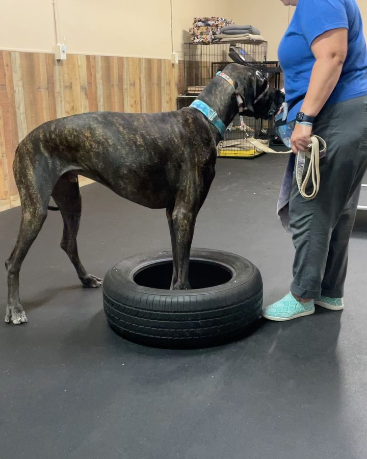 Freddie the Great Dane working some modern agility and learning body awareness with their trainer over at the Thornydale Facility Francesca Alonzo! ! Great fun with this bog boy, watching a Dane hop over a jump is priceless.