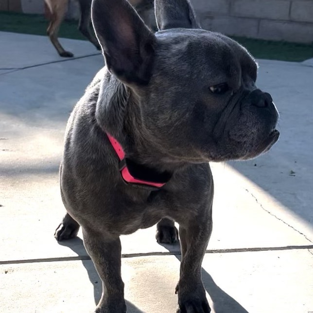 ✨Phoebe✨
Phoebe is a 2 yr old purebred French bulldog. She is loyal, playful, smart, and curious. Phoebe can be a bit testy at times, and has gone through extensive training with our partners at @sitmeanssitsouthoc . Phoebe will need an owner that understands the breed and will be willing to work with her further on her training. No families with kids under the age of 12, or high stress households will be considered. More information is available on our website if you are interested in learning more. Phoebe’s adoption fee comes with lifetime refresher training in the @sitmeanssitsouthoc jump start program. Adoption applications are available on our website @promise4pawsrescue !