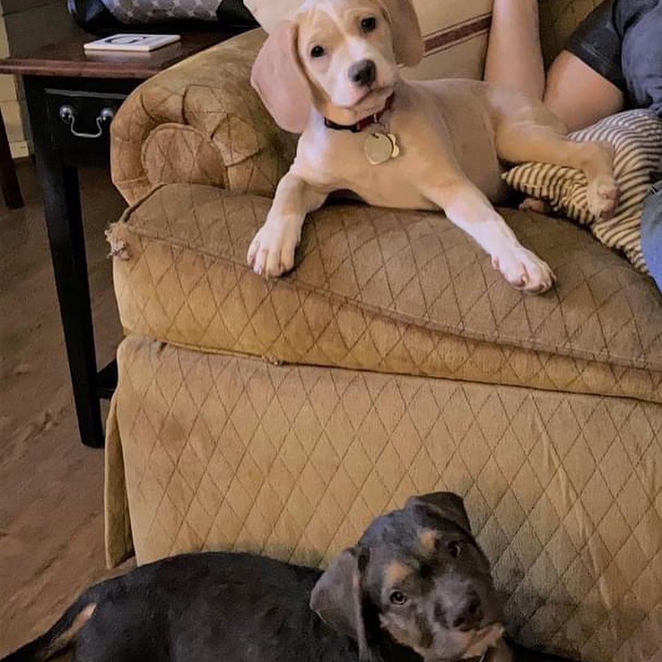 HAPPY TAILS for SALMON & THUNDER! 🥰
Sweat Pea's puppies are leaving the nest!  Salmon and Thunder are two very lucky pups...they got adopted to a pawsome family together!! Reports are that they are settling in nicely!  Have the BEST LIFE little ones...we ❤ you!

.
.
.

<a target='_blank' href='https://www.instagram.com/explore/tags/redcollarrescue/'>#redcollarrescue</a> <a target='_blank' href='https://www.instagram.com/explore/tags/adopt/'>#adopt</a> <a target='_blank' href='https://www.instagram.com/explore/tags/adoptadog/'>#adoptadog</a> <a target='_blank' href='https://www.instagram.com/explore/tags/adoptable/'>#adoptable</a> <a target='_blank' href='https://www.instagram.com/explore/tags/rescued/'>#rescued</a> <a target='_blank' href='https://www.instagram.com/explore/tags/rescuedog/'>#rescuedog</a> <a target='_blank' href='https://www.instagram.com/explore/tags/rescuedogsofinstagram/'>#rescuedogsofinstagram</a> <a target='_blank' href='https://www.instagram.com/explore/tags/rescuepetsofinstagram/'>#rescuepetsofinstagram</a> <a target='_blank' href='https://www.instagram.com/explore/tags/muttsofinstagram/'>#muttsofinstagram</a> <a target='_blank' href='https://www.instagram.com/explore/tags/houston/'>#houston</a> <a target='_blank' href='https://www.instagram.com/explore/tags/adoptabledogshouston/'>#adoptabledogshouston</a> <a target='_blank' href='https://www.instagram.com/explore/tags/adoptadoghouston/'>#adoptadoghouston</a> <a target='_blank' href='https://www.instagram.com/explore/tags/houstonadoptables/'>#houstonadoptables</a> <a target='_blank' href='https://www.instagram.com/explore/tags/adopthouston/'>#adopthouston</a> <a target='_blank' href='https://www.instagram.com/explore/tags/houstondogadoptions/'>#houstondogadoptions</a> <a target='_blank' href='https://www.instagram.com/explore/tags/adoptdontshop/'>#adoptdontshop</a> <a target='_blank' href='https://www.instagram.com/explore/tags/puppies/'>#puppies</a> <a target='_blank' href='https://www.instagram.com/explore/tags/rescuepuppies/'>#rescuepuppies</a> <a target='_blank' href='https://www.instagram.com/explore/tags/puppytime/'>#puppytime</a> <a target='_blank' href='https://www.instagram.com/explore/tags/happytail/'>#happytail</a>