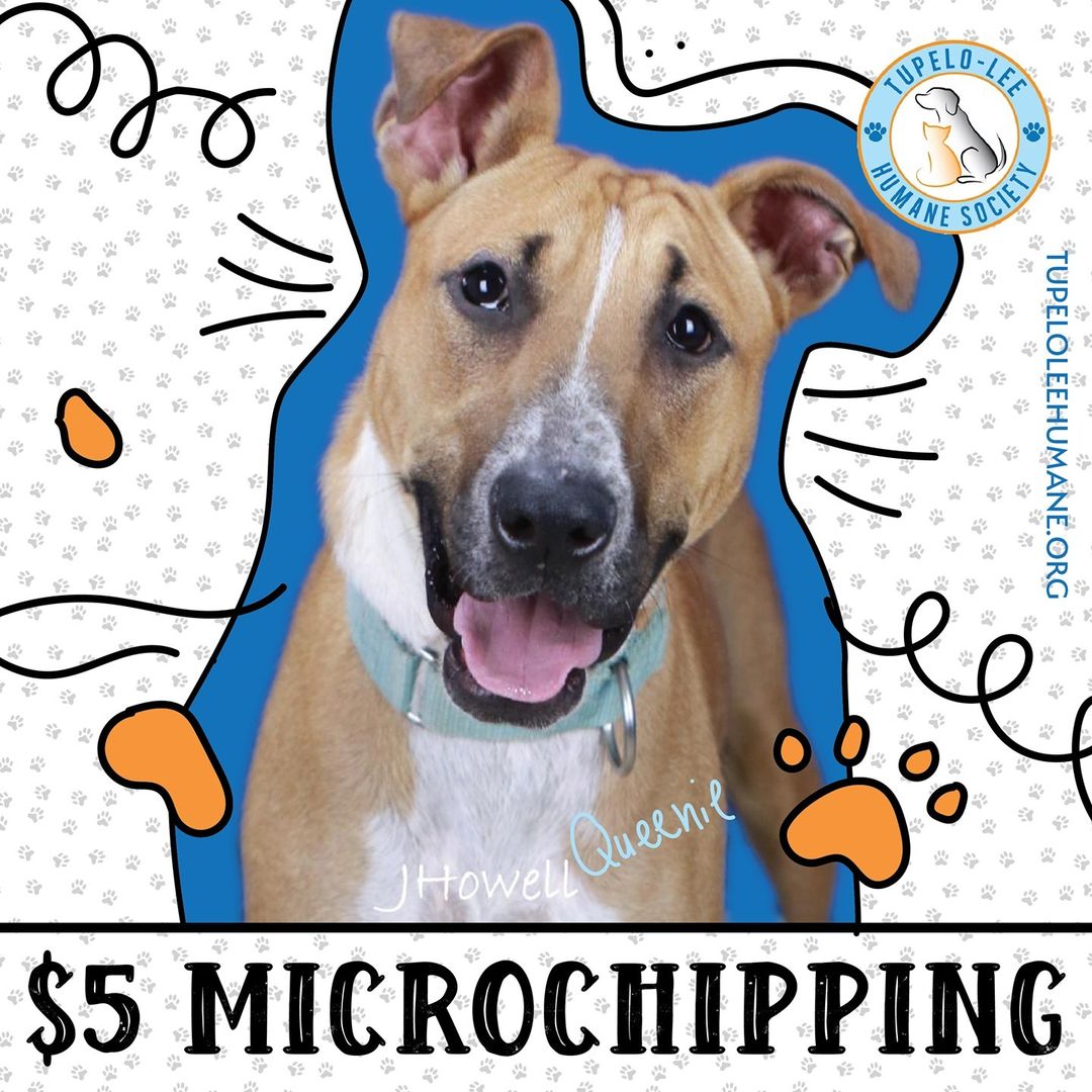 Only 4% of dogs and 1% of cats arrive at U.S. shelters already microchipped. Without ID, 90% of lost dogs will not be returned to their owner. Microchipping your pets can increase their chance of returning home to you. Contact us if you would like to schedule your pet for microchipping. 

If you would like to donate to TLHS, you can visit our website in our bio. 

If you would like to adopt Queenie, visit our website.

<a target='_blank' href='https://www.instagram.com/explore/tags/THLS/'>#THLS</a> <a target='_blank' href='https://www.instagram.com/explore/tags/Adopt/'>#Adopt</a> <a target='_blank' href='https://www.instagram.com/explore/tags/Donate/'>#Donate</a> <a target='_blank' href='https://www.instagram.com/explore/tags/Microchipping/'>#Microchipping</a> <a target='_blank' href='https://www.instagram.com/explore/tags/PawPartner/'>#PawPartner</a>