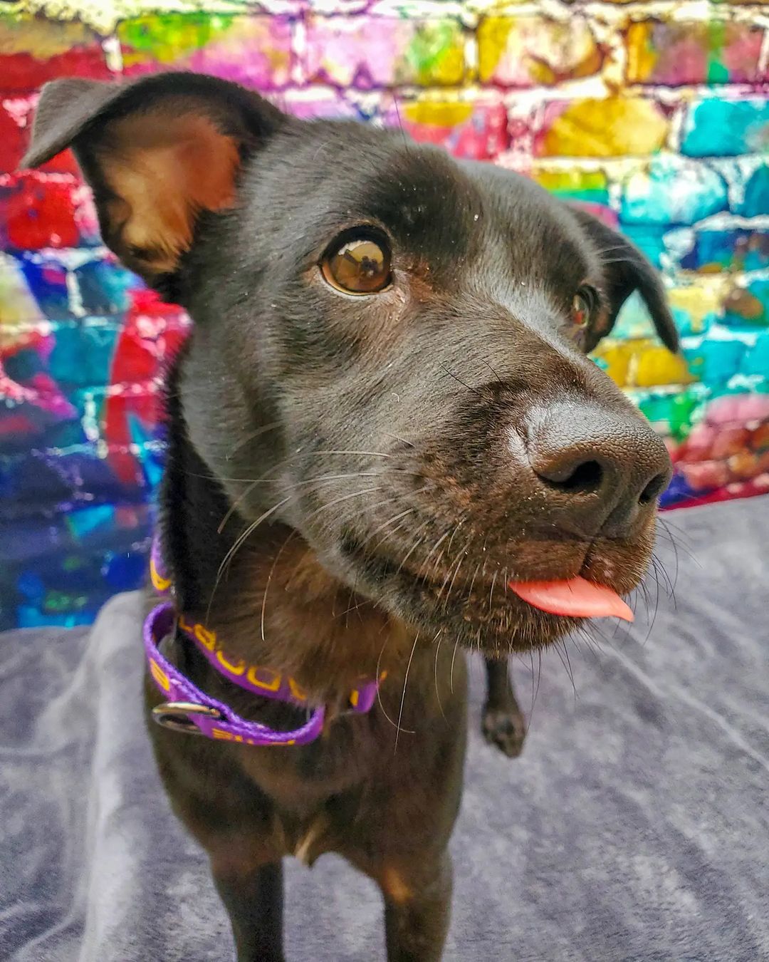 Meet cutie patootie Joey! 

Joey is a petite terrier mix who is under a year old. Joey is crate trained but not yet housebroken so he will need a patient human to help him learn. 

Joey is very active so if you are the type of person who prefers lounging around at home, Joey is not going to be the dog for you. This guy wants to be out and about running around and loving life and that means more than the confines of a house. 

Joey can live with older kids who can run and play and he can live with another playful pup. Cats are unknown at this time. 

If you're an active person, looking for an active pup, submit your application today at fcrspca.org/adopt 💜