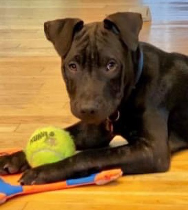 You don't want to miss our in-person adoption event on Saturday, November 13 from noon to 2 p.m. at @friendsoftoto in Pawtucket. Here are some of the pups that will be attending. Let's get these dogs home! <a target='_blank' href='https://www.instagram.com/explore/tags/pleaseshare/'>#pleaseshare</a> <a target='_blank' href='https://www.instagram.com/explore/tags/upforadoption/'>#upforadoption</a> <a target='_blank' href='https://www.instagram.com/explore/tags/adoptionevent/'>#adoptionevent</a> <a target='_blank' href='https://www.instagram.com/explore/tags/saturday/'>#saturday</a> <a target='_blank' href='https://www.instagram.com/explore/tags/local/'>#local</a> <a target='_blank' href='https://www.instagram.com/explore/tags/rhodeisland/'>#rhodeisland</a> <a target='_blank' href='https://www.instagram.com/explore/tags/adoptdontshop/'>#adoptdontshop</a>