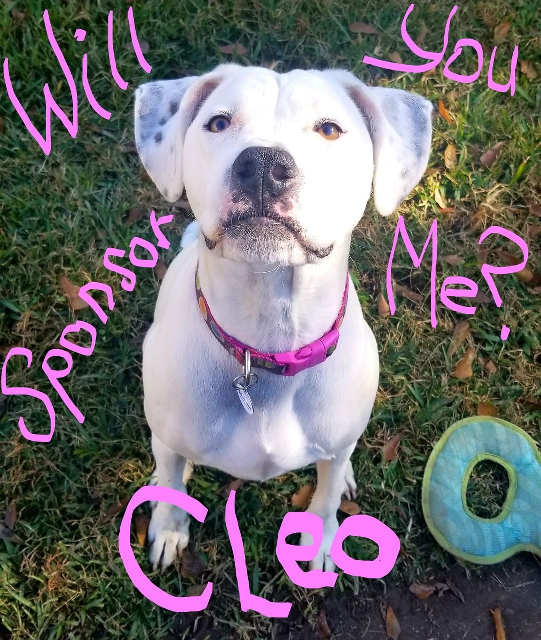 Cleo is our long time resident. Looking for her furever home for five long years now... Cleo needs a sponsor to help us take care of her. She has a wish list on Amazon if you would like to purchase something for her.
https://www.amazon.com/.../genericItemsPage/32WNPRPX0TPM6

<a target='_blank' href='https://www.instagram.com/explore/tags/safehavenanimalrescue/'>#safehavenanimalrescue</a> <a target='_blank' href='https://www.instagram.com/explore/tags/rescuedogsrock/'>#rescuedogsrock</a> <a target='_blank' href='https://www.instagram.com/explore/tags/Cleo/'>#Cleo</a> # deafdogsofinstagram <a target='_blank' href='https://www.instagram.com/explore/tags/supportyourlocalrescues/'>#supportyourlocalrescues</a>