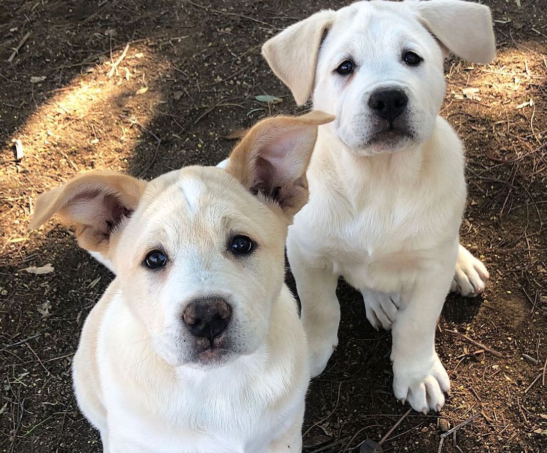 UPDATE- these sweet babies were adopted very soon after posting, to the very best homes. We are abundantly grateful for all the wonderful applications!!! Please think about adopting another one of our pups from the website!! ❤️ 

Our miracle babies are ready to find their loving home!! 12 week old Chunky (boy) and Sassy (girl) are Sakura, our young moms little angels that are healthy and thriving!!

www.apassionforpaws.org

<a target='_blank' href='https://www.instagram.com/explore/tags/rescuedog/'>#rescuedog</a> <a target='_blank' href='https://www.instagram.com/explore/tags/rescuedogsrock/'>#rescuedogsrock</a> <a target='_blank' href='https://www.instagram.com/explore/tags/rescuedogsofinstagram/'>#rescuedogsofinstagram</a> <a target='_blank' href='https://www.instagram.com/explore/tags/adopt/'>#adopt</a> <a target='_blank' href='https://www.instagram.com/explore/tags/adoptdontshop/'>#adoptdontshop</a> <a target='_blank' href='https://www.instagram.com/explore/tags/adoption/'>#adoption</a> <a target='_blank' href='https://www.instagram.com/explore/tags/adoptables/'>#adoptables</a> <a target='_blank' href='https://www.instagram.com/explore/tags/adoptme/'>#adoptme</a> <a target='_blank' href='https://www.instagram.com/explore/tags/akitaranch/'>#akitaranch</a> <a target='_blank' href='https://www.instagram.com/explore/tags/happynewyear2021/'>#happynewyear2021</a> <a target='_blank' href='https://www.instagram.com/explore/tags/2021/'>#2021</a> <a target='_blank' href='https://www.instagram.com/explore/tags/love/'>#love</a> <a target='_blank' href='https://www.instagram.com/explore/tags/happy/'>#happy</a> <a target='_blank' href='https://www.instagram.com/explore/tags/hope/'>#hope</a> <a target='_blank' href='https://www.instagram.com/explore/tags/together/'>#together</a> <a target='_blank' href='https://www.instagram.com/explore/tags/savelives/'>#savelives</a> <a target='_blank' href='https://www.instagram.com/explore/tags/akitalover/'>#akitalover</a> <a target='_blank' href='https://www.instagram.com/explore/tags/newyear/'>#newyear</a> <a target='_blank' href='https://www.instagram.com/explore/tags/newhope/'>#newhope</a> <a target='_blank' href='https://www.instagram.com/explore/tags/newlove/'>#newlove</a> <a target='_blank' href='https://www.instagram.com/explore/tags/newrescue/'>#newrescue</a> <a target='_blank' href='https://www.instagram.com/explore/tags/work/'>#work</a> <a target='_blank' href='https://www.instagram.com/explore/tags/cute/'>#cute</a> <a target='_blank' href='https://www.instagram.com/explore/tags/grateful/'>#grateful</a> <a target='_blank' href='https://www.instagram.com/explore/tags/helpingothers/'>#helpingothers</a> <a target='_blank' href='https://www.instagram.com/explore/tags/helpanimals/'>#helpanimals</a> <a target='_blank' href='https://www.instagram.com/explore/tags/love/'>#love</a>