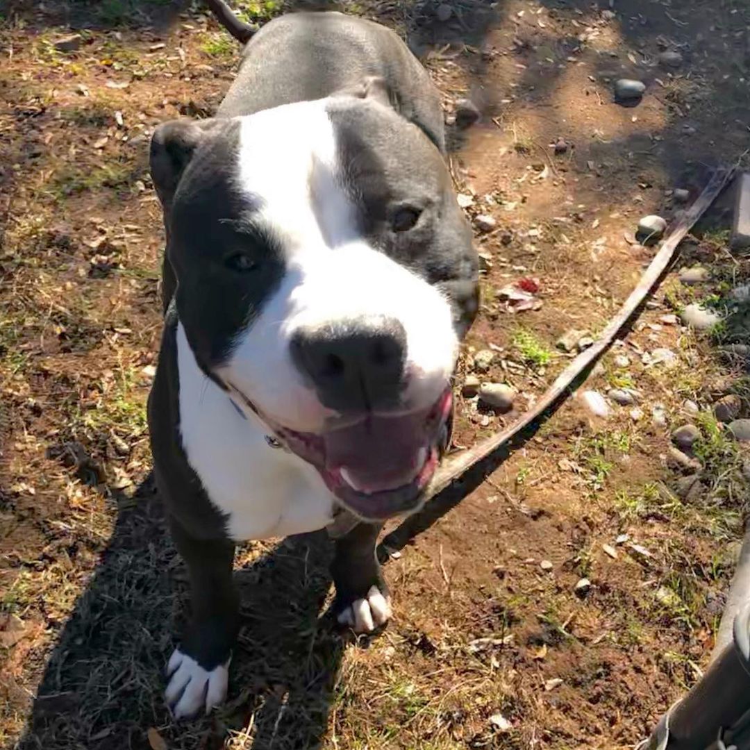 Happy Friday from adoptable Wyatt 😍🖤🤍 <a target='_blank' href='https://www.instagram.com/explore/tags/adoptme/'>#adoptme</a> <a target='_blank' href='https://www.instagram.com/explore/tags/wyattthedog/'>#wyattthedog</a> <a target='_blank' href='https://www.instagram.com/explore/tags/newhavenanimalshelter/'>#newhavenanimalshelter</a>