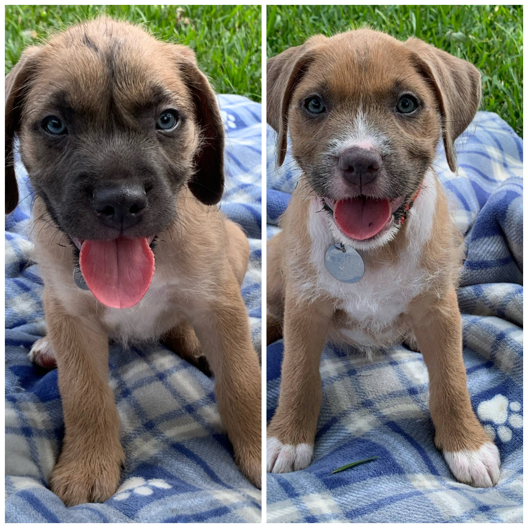 BUCK MOON & SILVER MOON are looking forward to their outing tomorrow, Saturday, 11-13-21.  They will be at the Petsmart at 1907 Taylor Street, Houston, TX 77007, from 1:00 pm to 4:00 pm.  Stop by to say 