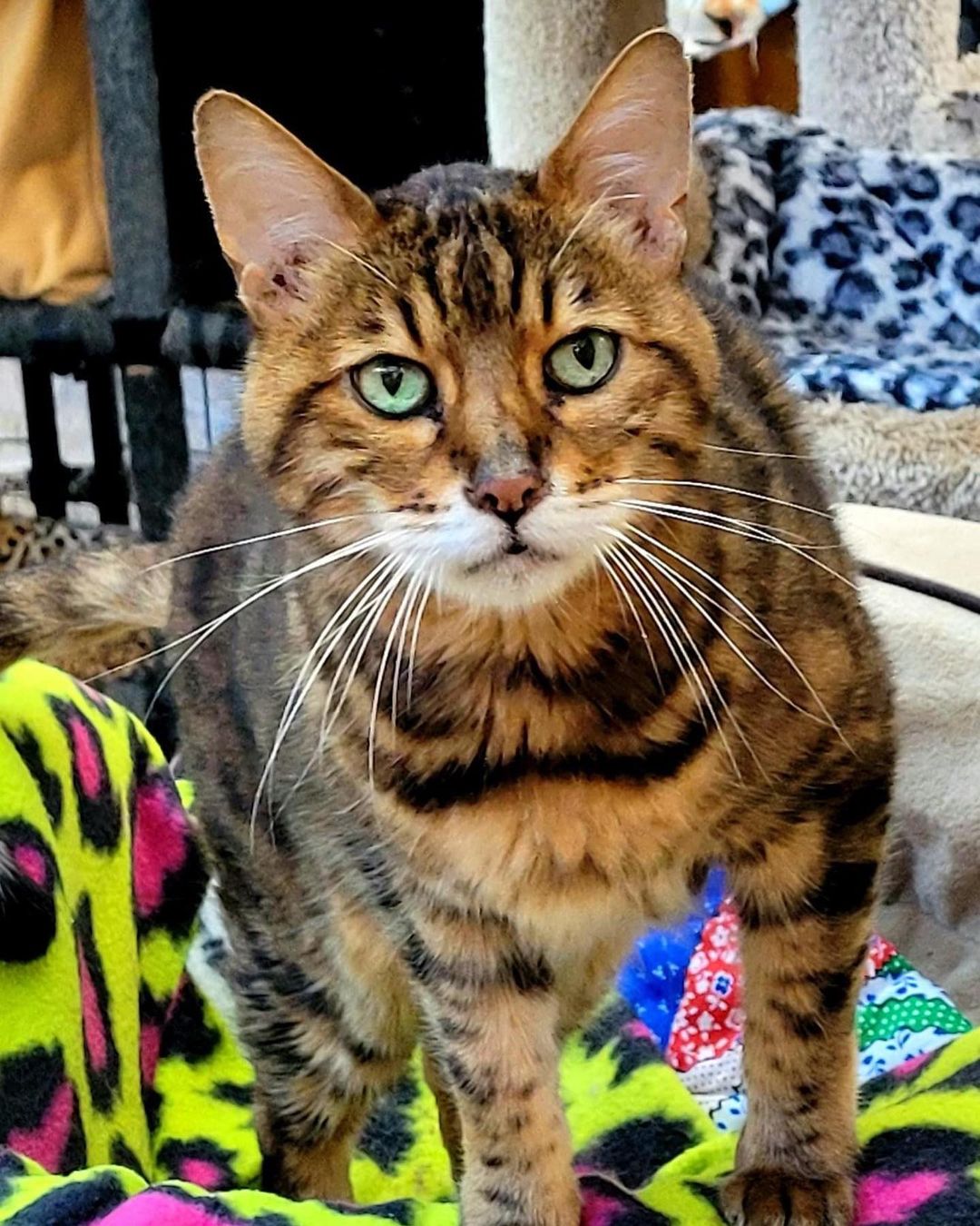 Random cuteness… meet the newest addition to the FKC family. Tiger the bangle! He can really use some extra love and attention. If you’d like to spend some time with Tiger on a weekly basis please fill out a volunteer application on our website! 
.
.
.
.
<a target='_blank' href='https://www.instagram.com/explore/tags/fatkittycity/'>#fatkittycity</a> <a target='_blank' href='https://www.instagram.com/explore/tags/sanctuarylife/'>#sanctuarylife</a> <a target='_blank' href='https://www.instagram.com/explore/tags/gato/'>#gato</a> <a target='_blank' href='https://www.instagram.com/explore/tags/kitty/'>#kitty</a> <a target='_blank' href='https://www.instagram.com/explore/tags/fatkittycitysanctuary/'>#fatkittycitysanctuary</a> <a target='_blank' href='https://www.instagram.com/explore/tags/rescuecatsofinstagram/'>#rescuecatsofinstagram</a> <a target='_blank' href='https://www.instagram.com/explore/tags/catlovers/'>#catlovers</a> <a target='_blank' href='https://www.instagram.com/explore/tags/rescuecatsrule/'>#rescuecatsrule</a> <a target='_blank' href='https://www.instagram.com/explore/tags/catsfollowers/'>#catsfollowers</a> <a target='_blank' href='https://www.instagram.com/explore/tags/instacatgram/'>#instacatgram</a> <a target='_blank' href='https://www.instagram.com/explore/tags/rescuecat/'>#rescuecat</a> <a target='_blank' href='https://www.instagram.com/explore/tags/adoptcats/'>#adoptcats</a> <a target='_blank' href='https://www.instagram.com/explore/tags/kedi/'>#kedi</a> <a target='_blank' href='https://www.instagram.com/explore/tags/kotek/'>#kotek</a> <a target='_blank' href='https://www.instagram.com/explore/tags/petlover/'>#petlover</a> <a target='_blank' href='https://www.instagram.com/explore/tags/beautifulcat/'>#beautifulcat</a> <a target='_blank' href='https://www.instagram.com/explore/tags/meowmeow/'>#meowmeow</a> <a target='_blank' href='https://www.instagram.com/explore/tags/foreverhome/'>#foreverhome</a> <a target='_blank' href='https://www.instagram.com/explore/tags/rescuekitties/'>#rescuekitties</a> <a target='_blank' href='https://www.instagram.com/explore/tags/eldoradohillscats/'>#eldoradohillscats</a> <a target='_blank' href='https://www.instagram.com/explore/tags/bengalcat/'>#bengalcat</a> <a target='_blank' href='https://www.instagram.com/explore/tags/bengals/'>#bengals</a> <a target='_blank' href='https://www.instagram.com/explore/tags/catsanctuary/'>#catsanctuary</a>