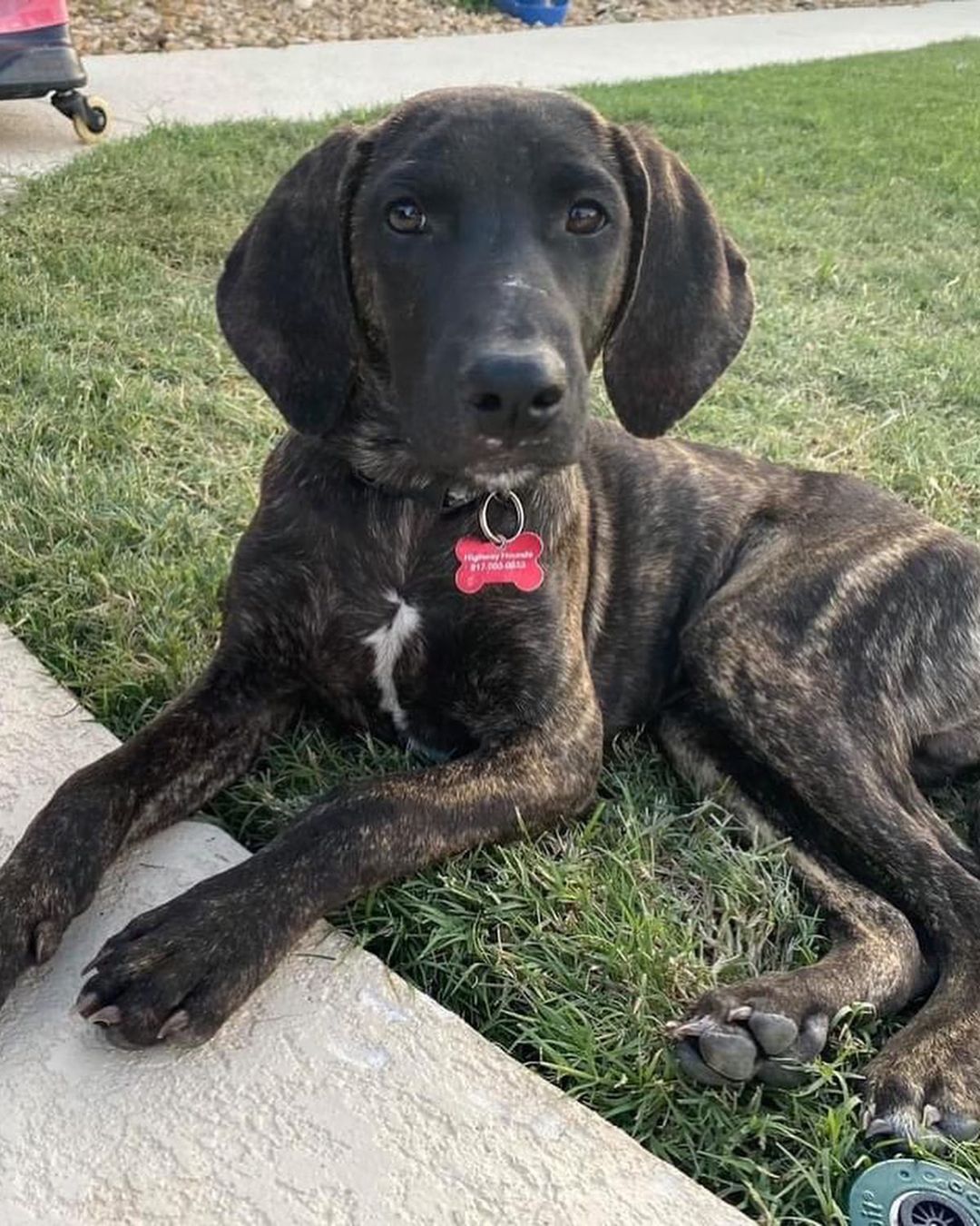 Hi Everyone! ￼We have a lot of new arrivals this morning from Texas ❤️ We are excited to welcome these new animals to Colorado! They will be available to meet TODAY at the Glendale Petsmart at 4300 E. Alameda Ave. from 11 AM to 3 PM. ￼￼
We are looking for FOSTER-TO-ADOPT homes and a few FOSTERS!