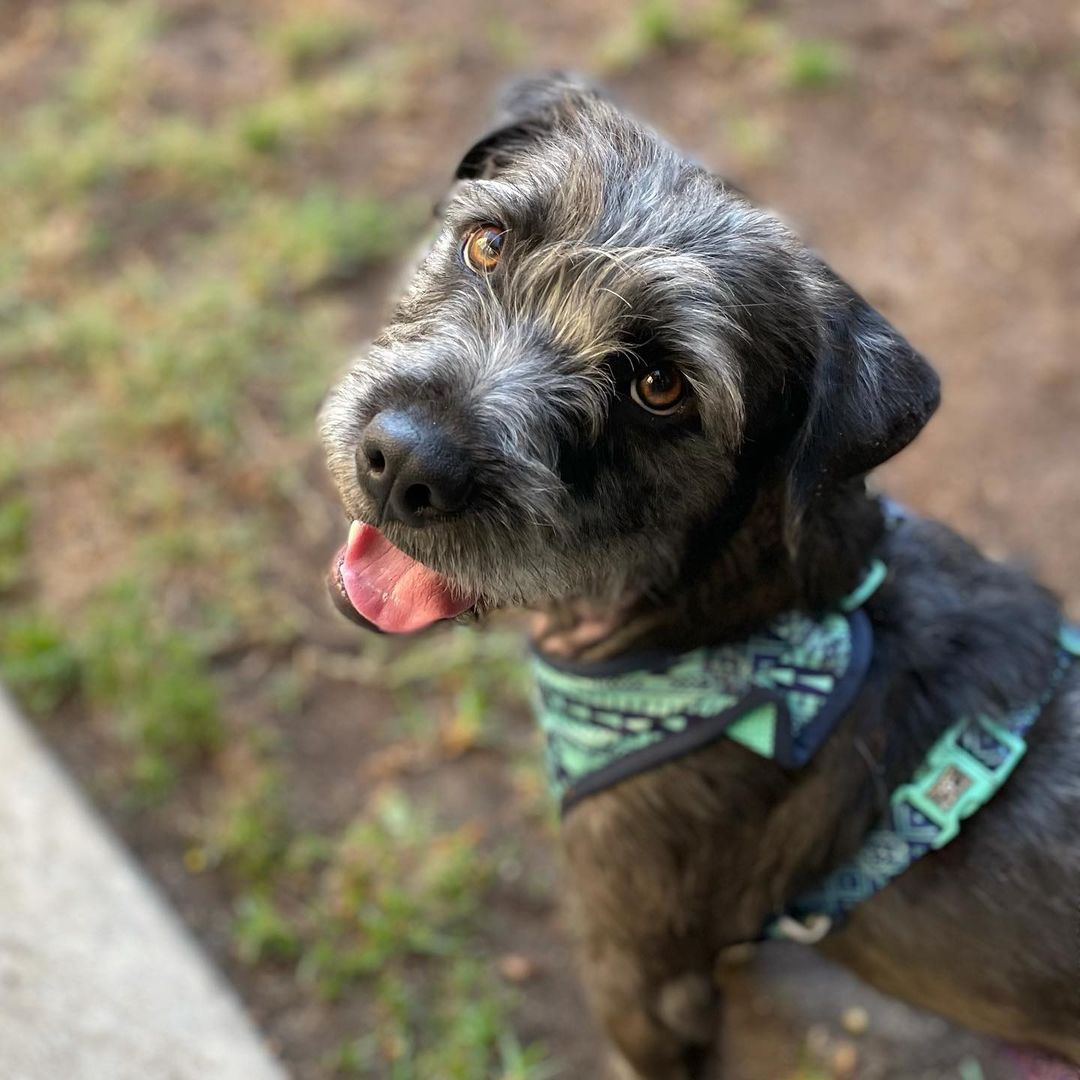 Welcome BOWSER! This happy, energetic pup has been horribly abused — swipe to see injuries on his neck from an embedded e-collar (electronic shock collar). 🤬 Anyone who says it’s “just a vibration” is wrong — e-collars are shock collars and can literally burn the dog.
—
So when no other rescue took him after the shelter’s callout, we said yes. Thank you @jcnash1962 for driving him to us, and @jubious.ch for fostering.
—
1yr 31lbs schnauzer mix(?). He will be seen by a vet and neutered. We will give him time to recover, settle, and start to show us who he is and what he needs, and then he will be available to adopt.
—
<a target='_blank' href='https://www.instagram.com/explore/tags/schnauzermix/'>#schnauzermix</a> <a target='_blank' href='https://www.instagram.com/explore/tags/rescuedog/'>#rescuedog</a> <a target='_blank' href='https://www.instagram.com/explore/tags/abuseddog/'>#abuseddog</a> <a target='_blank' href='https://www.instagram.com/explore/tags/dogrescue/'>#dogrescue</a> <a target='_blank' href='https://www.instagram.com/explore/tags/morethanadogrescue/'>#morethanadogrescue</a> <a target='_blank' href='https://www.instagram.com/explore/tags/adoptdontshop/'>#adoptdontshop</a> <a target='_blank' href='https://www.instagram.com/explore/tags/cutedog/'>#cutedog</a> <a target='_blank' href='https://www.instagram.com/explore/tags/dog/'>#dog</a> <a target='_blank' href='https://www.instagram.com/explore/tags/doglovers/'>#doglovers</a> <a target='_blank' href='https://www.instagram.com/explore/tags/fosterdog/'>#fosterdog</a>