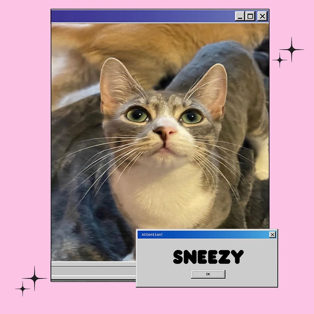 SNEEZY - 8 month - Female - Gorgeous
Hi! Im SNEEZY!! A breath of fresh air :)
Yes, like one of the seven dwarfs! but I’m a GIRL!! 🌲
I love smiling, and making people feel good, even animals feel good🥰
Im very affectionate! 💕
I am loyal, curious, friendly, playful, smart and I love being with other cats.
I love being with other cats and people🥰
I would love a home with another cat or one where I can be with others💕
I don’t sneeze that much, but I love to smell things! 🧶
My favorite song is “I Want You Back”  by HAIM💕
I am house trained and am good with other cats, dogs and children! MEOW🐱
Adoption fee $135 🧡🧡
(All animals adopted will be spayed/neutered, microchipped, and vaccinated) 
🏠Home checks are REQUIRED. (virtual or covid safe-in person).
Please apply to adopt me! or share me with a friend!! 💕
LINK IN BIO TO apply for ADOPTION!!