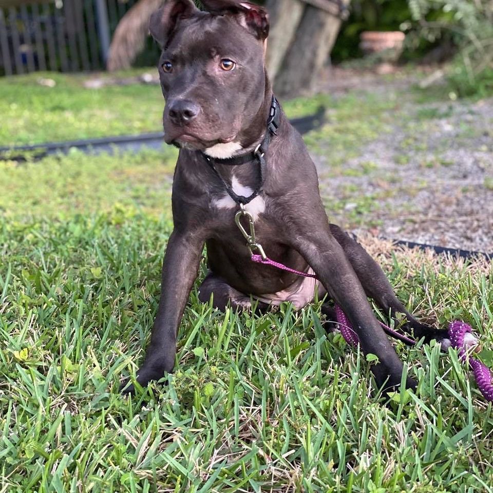 Gino is now healed from his surgery and Parvo and is  ready to find his forever family. He is dog, cat, and kid friendly. He loves everyone!! Gino is around 7 months old and weighs approximately 30 lbs., crate trained and about 90% potty trained. He is located in Coral Springs, Fl. 

Email us at bulliesnbeyond@gmail.com
<a target='_blank' href='https://www.instagram.com/explore/tags/adoptme/'>#adoptme</a> <a target='_blank' href='https://www.instagram.com/explore/tags/rescuedogsofinstagram/'>#rescuedogsofinstagram</a> <a target='_blank' href='https://www.instagram.com/explore/tags/blackdogsofinstagram/'>#blackdogsofinstagram</a> <a target='_blank' href='https://www.instagram.com/explore/tags/puppylove/'>#puppylove</a> <a target='_blank' href='https://www.instagram.com/explore/tags/adoptables/'>#adoptables</a>