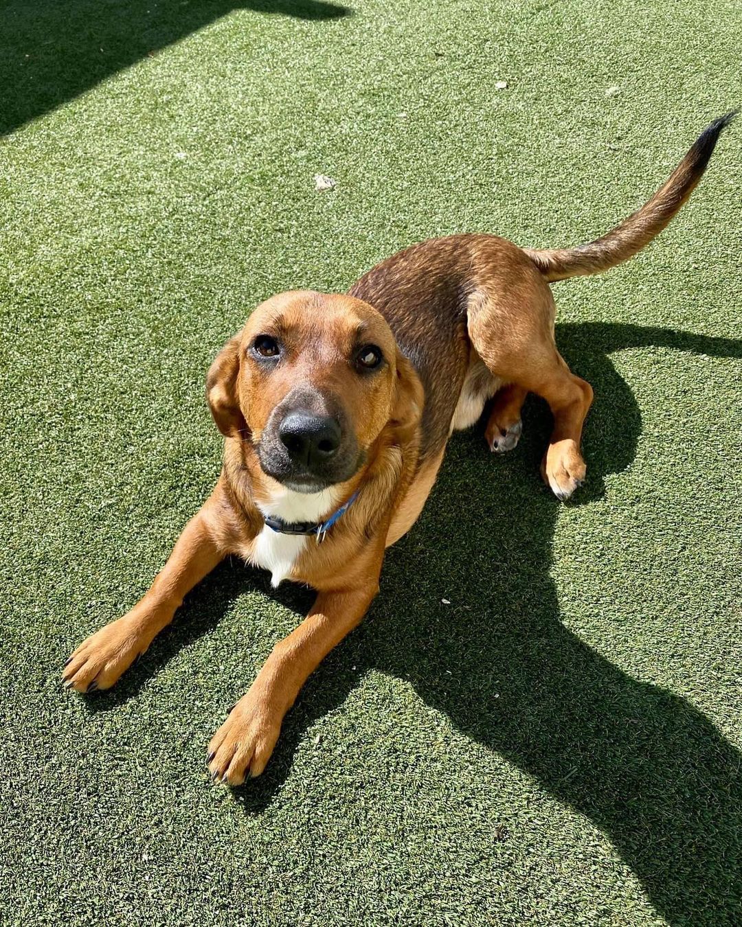 The cuuuutest S H O R T Y you’ll meet .. sweet basset mix Garland! 🤎🖤

This 10 month old little boy came to us from Pocahontas, AR. Garland was living in a home with cats, dogs and people and loved everyone. Let me say that again - he is wonderful with cats, dogs and kids!! He is gentle and loving and has such a good demeanor. He is also potty trained and has great manners. 🤎🖤

Truly, Garland would be perfect for any home! Fill out an app to meet him or foster him today … he’s even cuter (and sweeter) in person. 🤎🖤

<a target='_blank' href='https://www.instagram.com/explore/tags/adoptme/'>#adoptme</a> <a target='_blank' href='https://www.instagram.com/explore/tags/bassetmix/'>#bassetmix</a> <a target='_blank' href='https://www.instagram.com/explore/tags/kidfriendly/'>#kidfriendly</a> <a target='_blank' href='https://www.instagram.com/explore/tags/catfriendly/'>#catfriendly</a> <a target='_blank' href='https://www.instagram.com/explore/tags/rescuedog/'>#rescuedog</a> <a target='_blank' href='https://www.instagram.com/explore/tags/shorty/'>#shorty</a> <a target='_blank' href='https://www.instagram.com/explore/tags/dogsofstl/'>#dogsofstl</a> <a target='_blank' href='https://www.instagram.com/explore/tags/familydog/'>#familydog</a> <a target='_blank' href='https://www.instagram.com/explore/tags/dogsofstlouis/'>#dogsofstlouis</a> <a target='_blank' href='https://www.instagram.com/explore/tags/gentleman/'>#gentleman</a> <a target='_blank' href='https://www.instagram.com/explore/tags/spayandneuter/'>#spayandneuter</a> <a target='_blank' href='https://www.instagram.com/explore/tags/fosteringsaveslives/'>#fosteringsaveslives</a> <a target='_blank' href='https://www.instagram.com/explore/tags/blackandtan/'>#blackandtan</a> <a target='_blank' href='https://www.instagram.com/explore/tags/shelterdog/'>#shelterdog</a> <a target='_blank' href='https://www.instagram.com/explore/tags/baby/'>#baby</a>