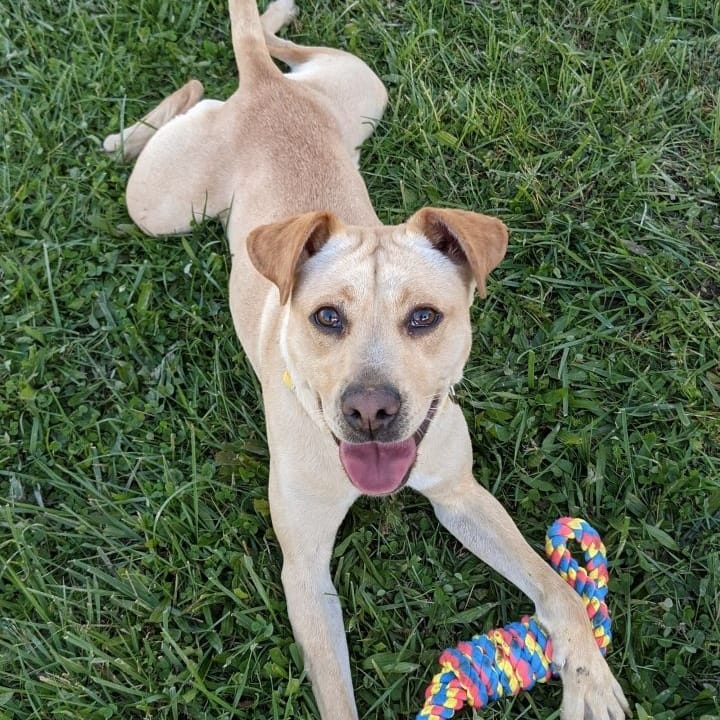 Sandy, Norman and Zeb are wishing everyone a great weekend!

Sandy is a one year old lab mix that weighs under 40 lbs. She loves toys and playing!

Norman is an 18 month lab mix who just loves car rides. He is 61 lbs and ready for all the adventures.

Zeb is 3 years old and a very fun loving whippet mix. He has energy but a good type of energy and knows basic commands.

Come meet these sweet boys and girls! They would love a home for the holidays!

<a target='_blank' href='https://www.instagram.com/explore/tags/adoptdontshop/'>#adoptdontshop</a>🐾