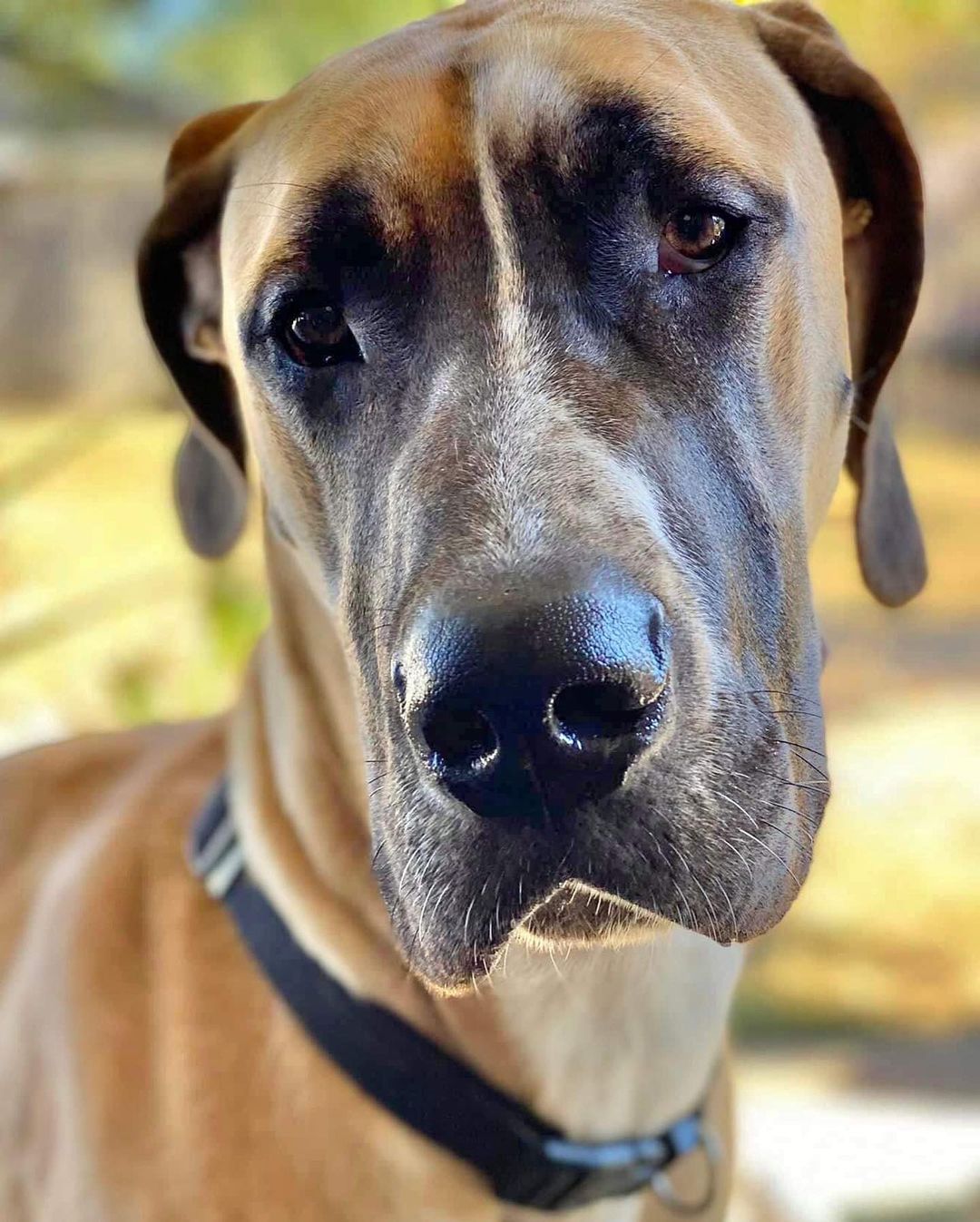 Everyone please say hello to George! 

George is an 11 mos old fawn dane who made his way down to the sunshine state from Alabama for a short stay in foster care until we can get some groceries in him and get him neutered, fully vaccinated, heartworm tested, dewormed, and address any other medical issues he may have. His surgery is scheduled for next week. 

So far we know he’s an absolute goober who is an attention whore and can’t seem to figure out how to lay on a dog bed properly… he’s met his foster pack - a male and female dane named Jackson and Mara - and he’s very good just excitable at times and a little humpy 🤣😂 but listens when getting told off by both humans and the Danes. Those ⚽️ 🏀 🏈 have gotta go soon… 

All in all he’s a complete derp. We need to let him settle into foster care and learn about his needs, bad habits, quirks and get him medically addressed before we will begin answering questions about him. 

If you’d like to donate toward his care:

• Venmo.com/NWFLGDR
• PayPal: nwflgdr@gmail.com (please choose Personal - friends and family option)
• Zelle: @NWFLGDR
• Cash App: $NWFLGDR

Thank you to jennifer, Christy and Channon for being the getaway drivers! 

So without further ado, welcome to the family George! ❤️🐾 

<a target='_blank' href='https://www.instagram.com/explore/tags/greatdane/'>#greatdane</a> <a target='_blank' href='https://www.instagram.com/explore/tags/greatdanesofinstagram/'>#greatdanesofinstagram</a> <a target='_blank' href='https://www.instagram.com/explore/tags/GreatDane/'>#GreatDane</a> <a target='_blank' href='https://www.instagram.com/explore/tags/greatdanes/'>#greatdanes</a> <a target='_blank' href='https://www.instagram.com/explore/tags/greatdanelove/'>#greatdanelove</a> <a target='_blank' href='https://www.instagram.com/explore/tags/greatdanelovers/'>#greatdanelovers</a> <a target='_blank' href='https://www.instagram.com/explore/tags/rescuedogsofinstagram/'>#rescuedogsofinstagram</a> <a target='_blank' href='https://www.instagram.com/explore/tags/rescue/'>#rescue</a> <a target='_blank' href='https://www.instagram.com/explore/tags/rescuedog/'>#rescuedog</a> <a target='_blank' href='https://www.instagram.com/explore/tags/rescuedismyfavoritebreed/'>#rescuedismyfavoritebreed</a> <a target='_blank' href='https://www.instagram.com/explore/tags/rescuedane/'>#rescuedane</a> <a target='_blank' href='https://www.instagram.com/explore/tags/rescuedanesofinstagram/'>#rescuedanesofinstagram</a>