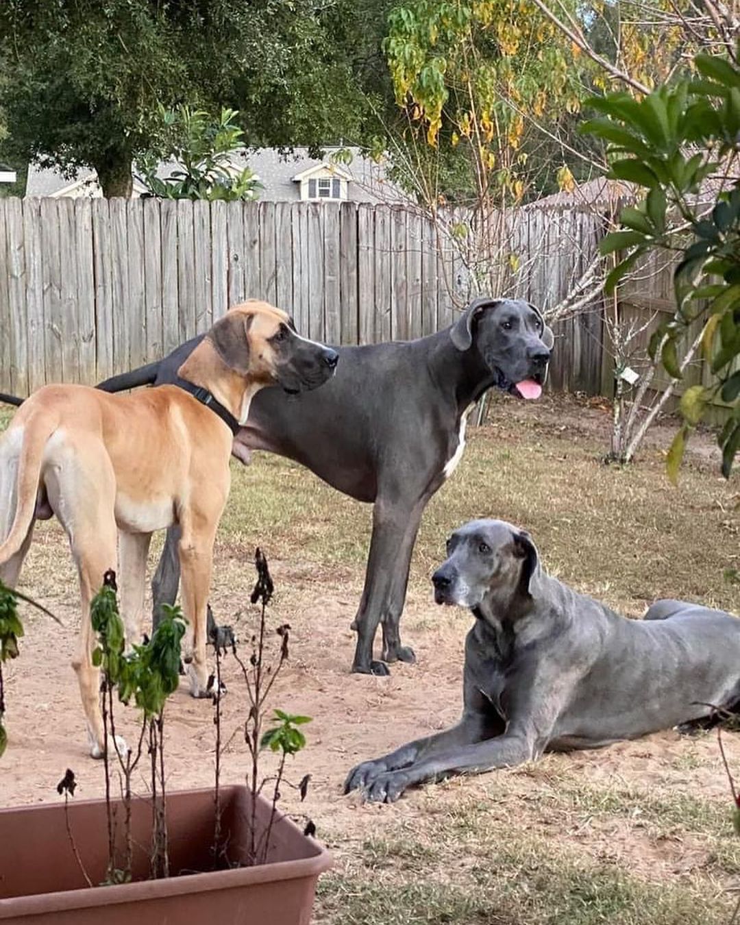 Everyone please say hello to George! 

George is an 11 mos old fawn dane who made his way down to the sunshine state from Alabama for a short stay in foster care until we can get some groceries in him and get him neutered, fully vaccinated, heartworm tested, dewormed, and address any other medical issues he may have. His surgery is scheduled for next week. 

So far we know he’s an absolute goober who is an attention whore and can’t seem to figure out how to lay on a dog bed properly… he’s met his foster pack - a male and female dane named Jackson and Mara - and he’s very good just excitable at times and a little humpy 🤣😂 but listens when getting told off by both humans and the Danes. Those ⚽️ 🏀 🏈 have gotta go soon… 

All in all he’s a complete derp. We need to let him settle into foster care and learn about his needs, bad habits, quirks and get him medically addressed before we will begin answering questions about him. 

If you’d like to donate toward his care:

• Venmo.com/NWFLGDR
• PayPal: nwflgdr@gmail.com (please choose Personal - friends and family option)
• Zelle: @NWFLGDR
• Cash App: $NWFLGDR

Thank you to jennifer, Christy and Channon for being the getaway drivers! 

So without further ado, welcome to the family George! ❤️🐾 

<a target='_blank' href='https://www.instagram.com/explore/tags/greatdane/'>#greatdane</a> <a target='_blank' href='https://www.instagram.com/explore/tags/greatdanesofinstagram/'>#greatdanesofinstagram</a> <a target='_blank' href='https://www.instagram.com/explore/tags/GreatDane/'>#GreatDane</a> <a target='_blank' href='https://www.instagram.com/explore/tags/greatdanes/'>#greatdanes</a> <a target='_blank' href='https://www.instagram.com/explore/tags/greatdanelove/'>#greatdanelove</a> <a target='_blank' href='https://www.instagram.com/explore/tags/greatdanelovers/'>#greatdanelovers</a> <a target='_blank' href='https://www.instagram.com/explore/tags/rescuedogsofinstagram/'>#rescuedogsofinstagram</a> <a target='_blank' href='https://www.instagram.com/explore/tags/rescue/'>#rescue</a> <a target='_blank' href='https://www.instagram.com/explore/tags/rescuedog/'>#rescuedog</a> <a target='_blank' href='https://www.instagram.com/explore/tags/rescuedismyfavoritebreed/'>#rescuedismyfavoritebreed</a> <a target='_blank' href='https://www.instagram.com/explore/tags/rescuedane/'>#rescuedane</a> <a target='_blank' href='https://www.instagram.com/explore/tags/rescuedanesofinstagram/'>#rescuedanesofinstagram</a>