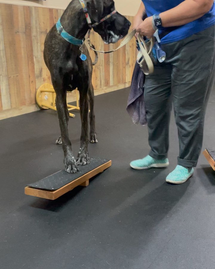 Freddie the Great Dane working some modern agility and learning body awareness with their trainer over at the Thornydale Facility Francesca Alonzo! ! Great fun with this bog boy, watching a Dane hop over a jump is priceless.