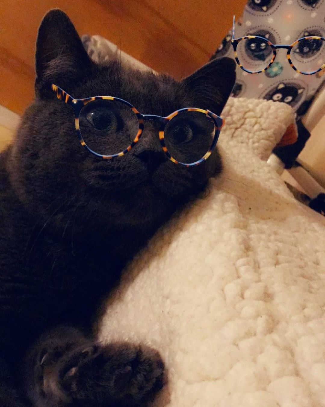 Had a little Snapchat fun with Big B.  <a target='_blank' href='https://www.instagram.com/explore/tags/taillesscatrescue/'>#taillesscatrescue</a> <a target='_blank' href='https://www.instagram.com/explore/tags/adoptdontshop/'>#adoptdontshop</a> <a target='_blank' href='https://www.instagram.com/explore/tags/manxcat/'>#manxcat</a> <a target='_blank' href='https://www.instagram.com/explore/tags/bluecat/'>#bluecat</a> <a target='_blank' href='https://www.instagram.com/explore/tags/northcarolina/'>#northcarolina</a> <a target='_blank' href='https://www.instagram.com/explore/tags/catsofinstagram/'>#catsofinstagram</a>