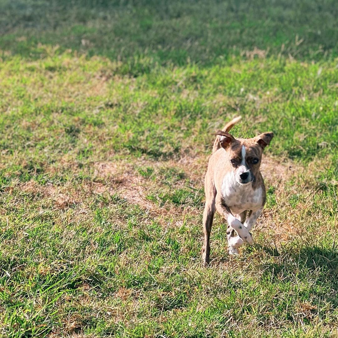 Now Available for Adoption:

I mean, just look at him. 

Milky Way is unbearably cute, and it's not just in appearance. Tender, an instant friend to any creature canine or human, and so comfortable in a lap that it's hard to take a photo of just him, this little man will surely melt your heart. 

As the days get shorter and colder, we can imagine nothing sweeter than spending this winter curled up with milky way, a cup of cocoa, and a good book. While the winter will end the bond you form with Milky Way will be quick and everlasting, and as spring arrives you will be ready to take on the world with your new best friend. 

Run don't walk to adopt this perfect little prince because we are confident that he will steal the heart of the first family he meets.