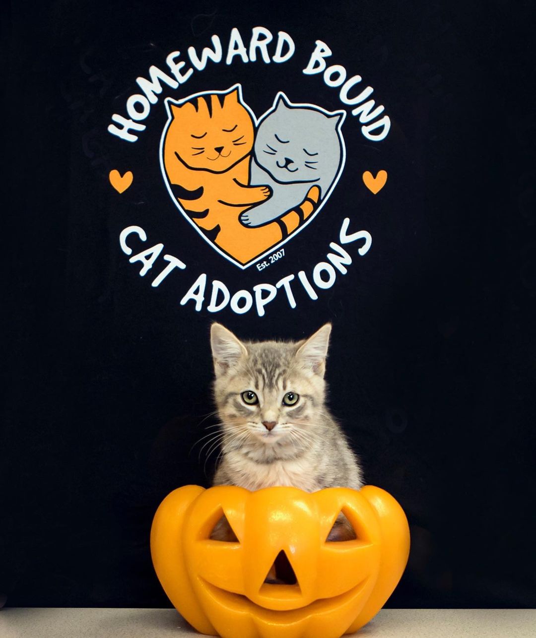 One week until Halloween! It's safe to say our kittens are excited to find homes—will you be adopting? 😺 👻 🎃 😺

<a target='_blank' href='https://www.instagram.com/explore/tags/adopt/'>#adopt</a> <a target='_blank' href='https://www.instagram.com/explore/tags/kittens/'>#kittens</a> <a target='_blank' href='https://www.instagram.com/explore/tags/kittenseason/'>#kittenseason</a> <a target='_blank' href='https://www.instagram.com/explore/tags/catsoflasvegas/'>#catsoflasvegas</a> <a target='_blank' href='https://www.instagram.com/explore/tags/felinefamily/'>#felinefamily</a> <a target='_blank' href='https://www.instagram.com/explore/tags/halloween/'>#halloween</a> <a target='_blank' href='https://www.instagram.com/explore/tags/pumpkins/'>#pumpkins</a>